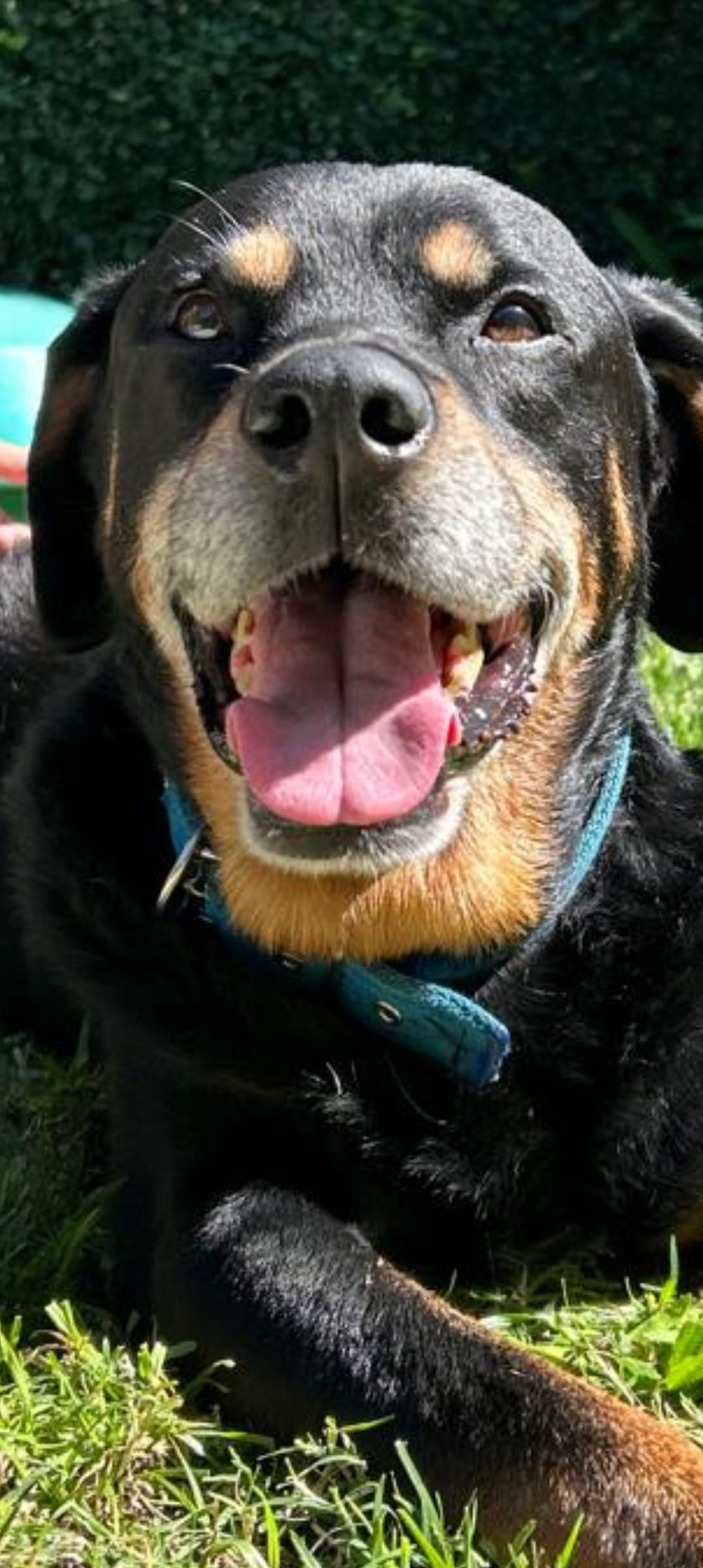 Hugo