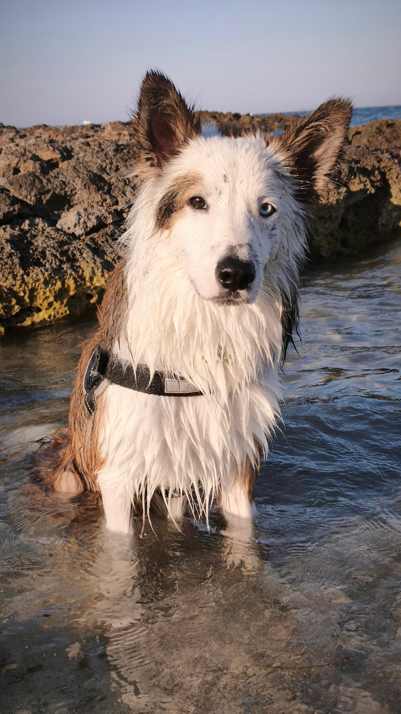 Kuma