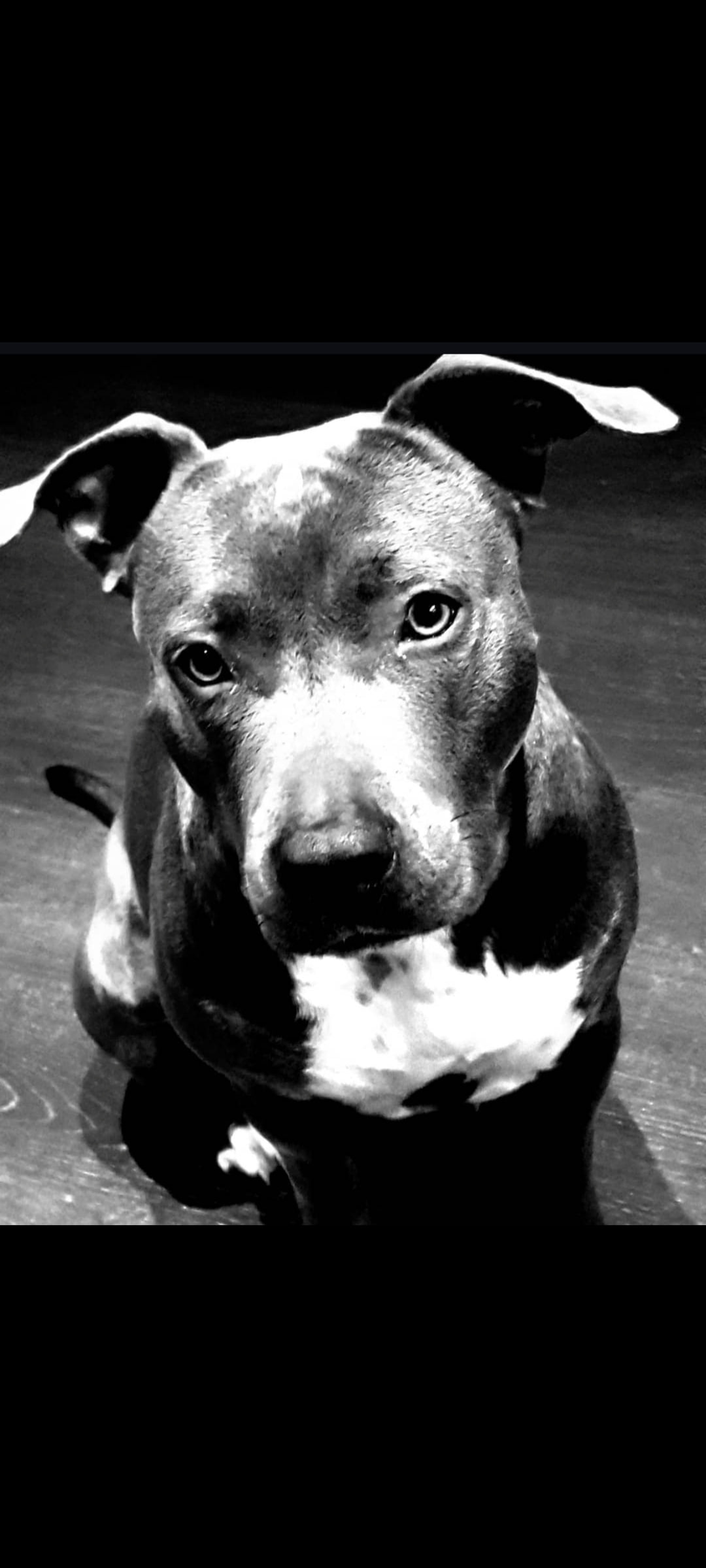 Maia