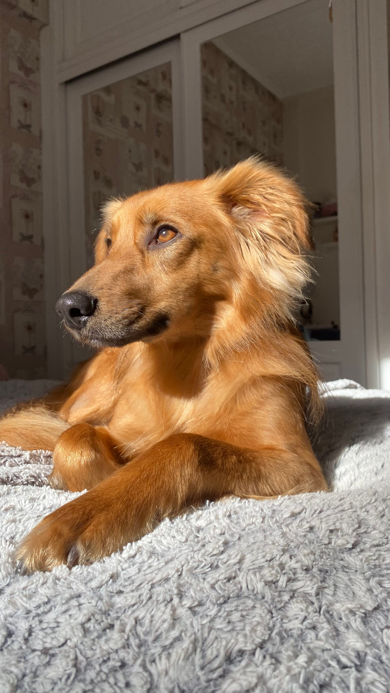 Enzo