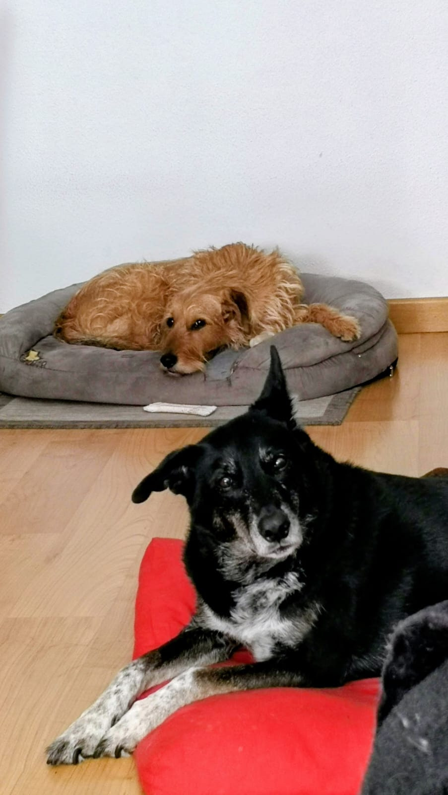 Nilo y Turron