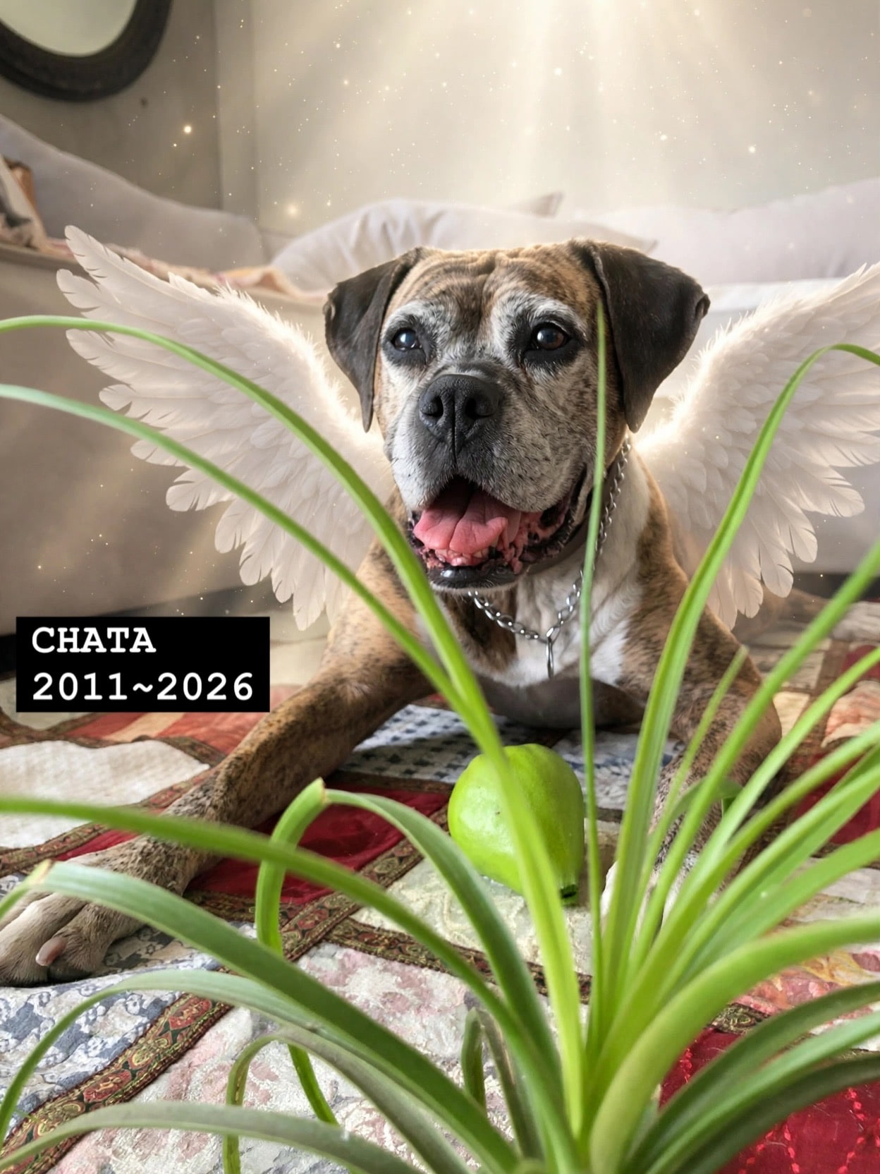 CHATA