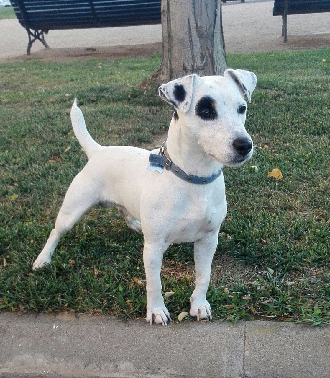 Jack