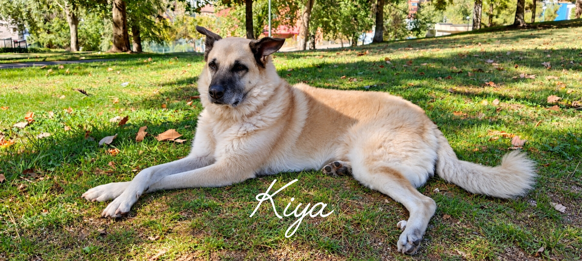 Kiya