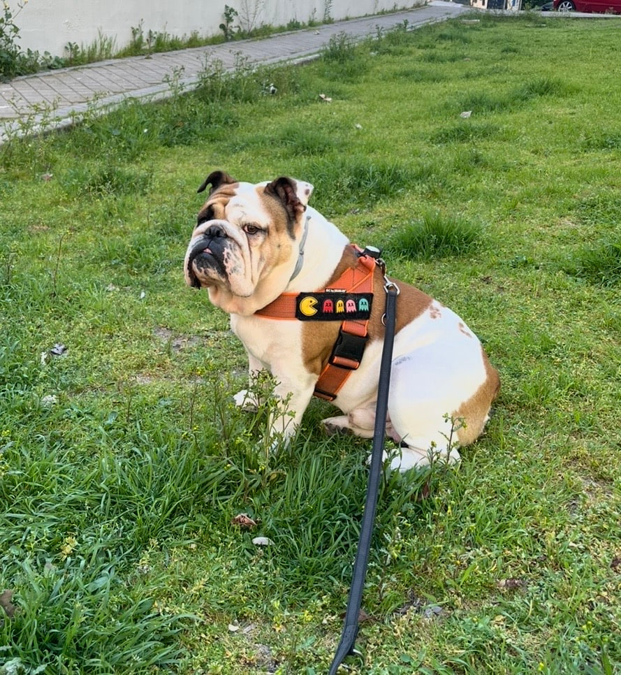 WINSTON