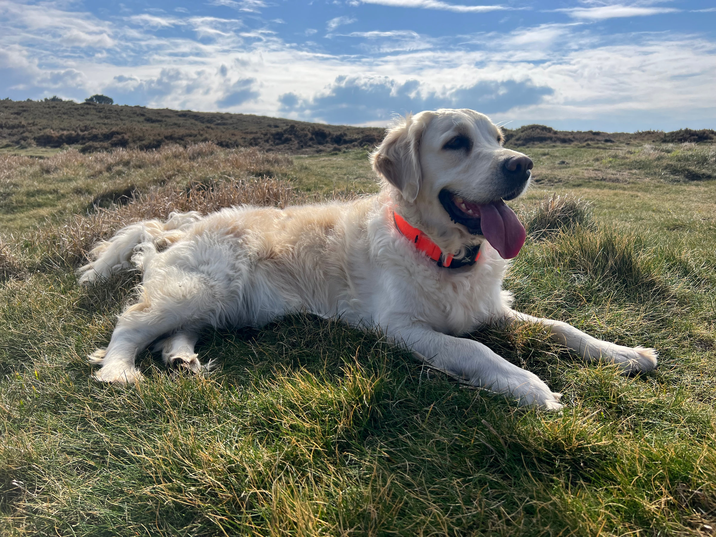 Nala