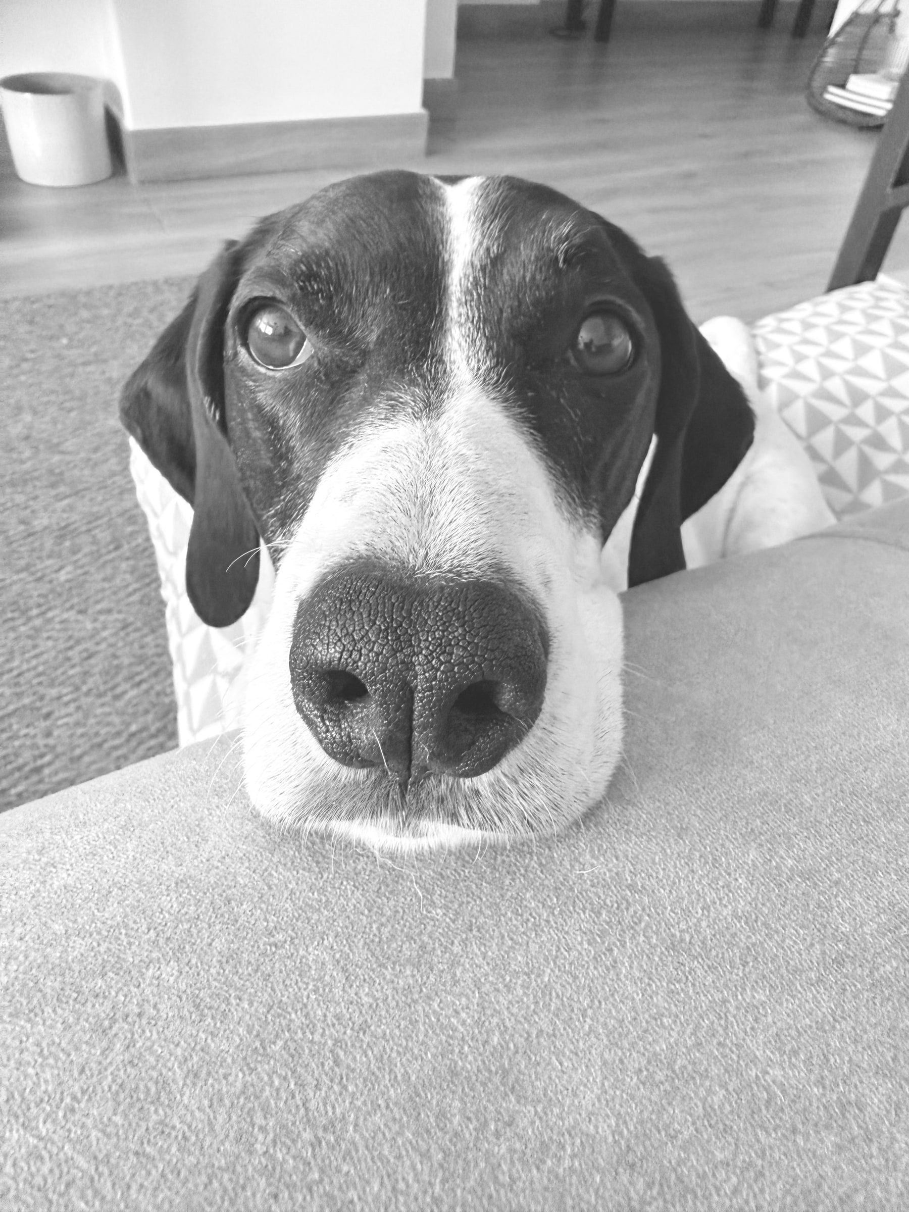 Chula
