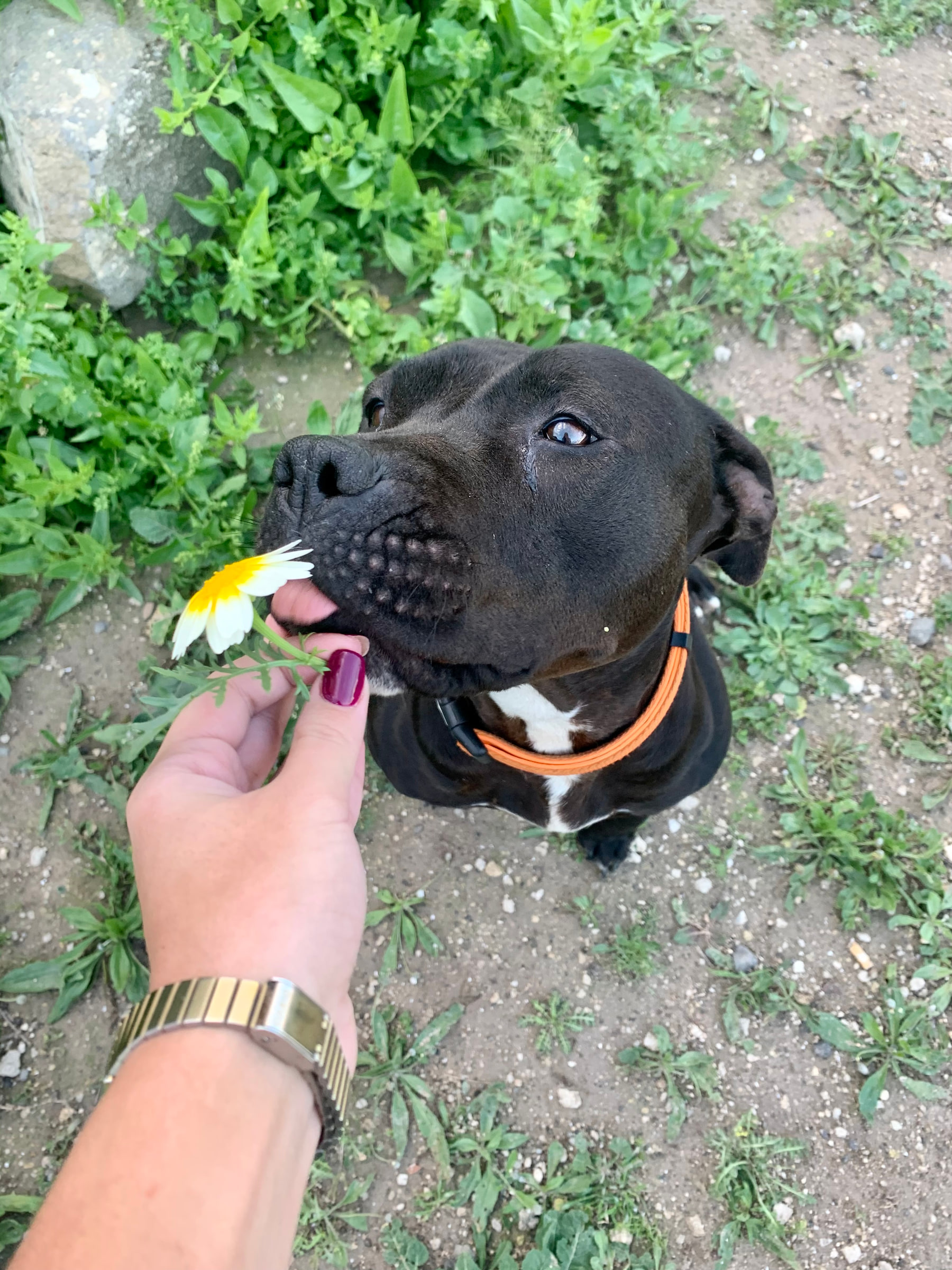 Tara