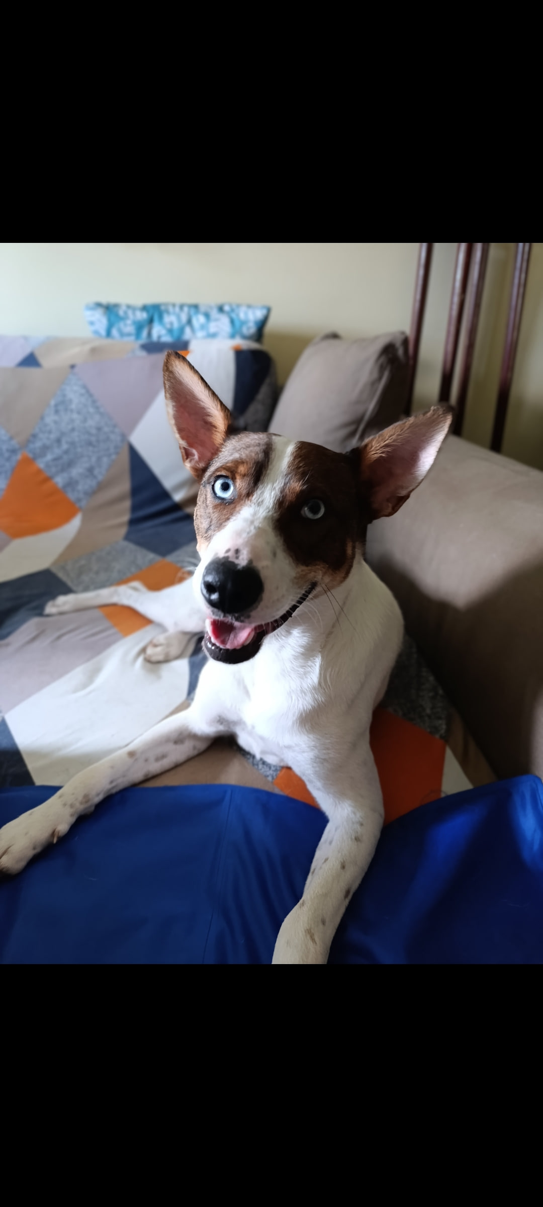 Charlito