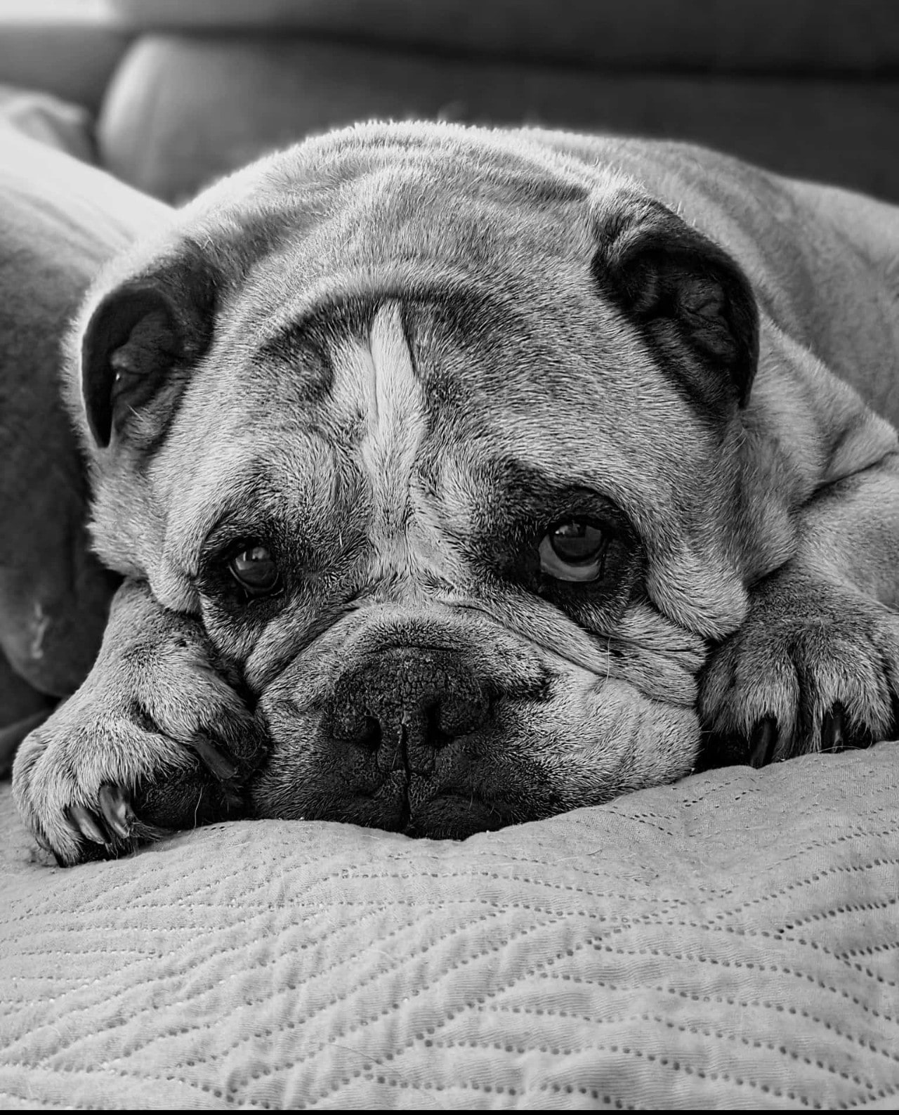 Enzo