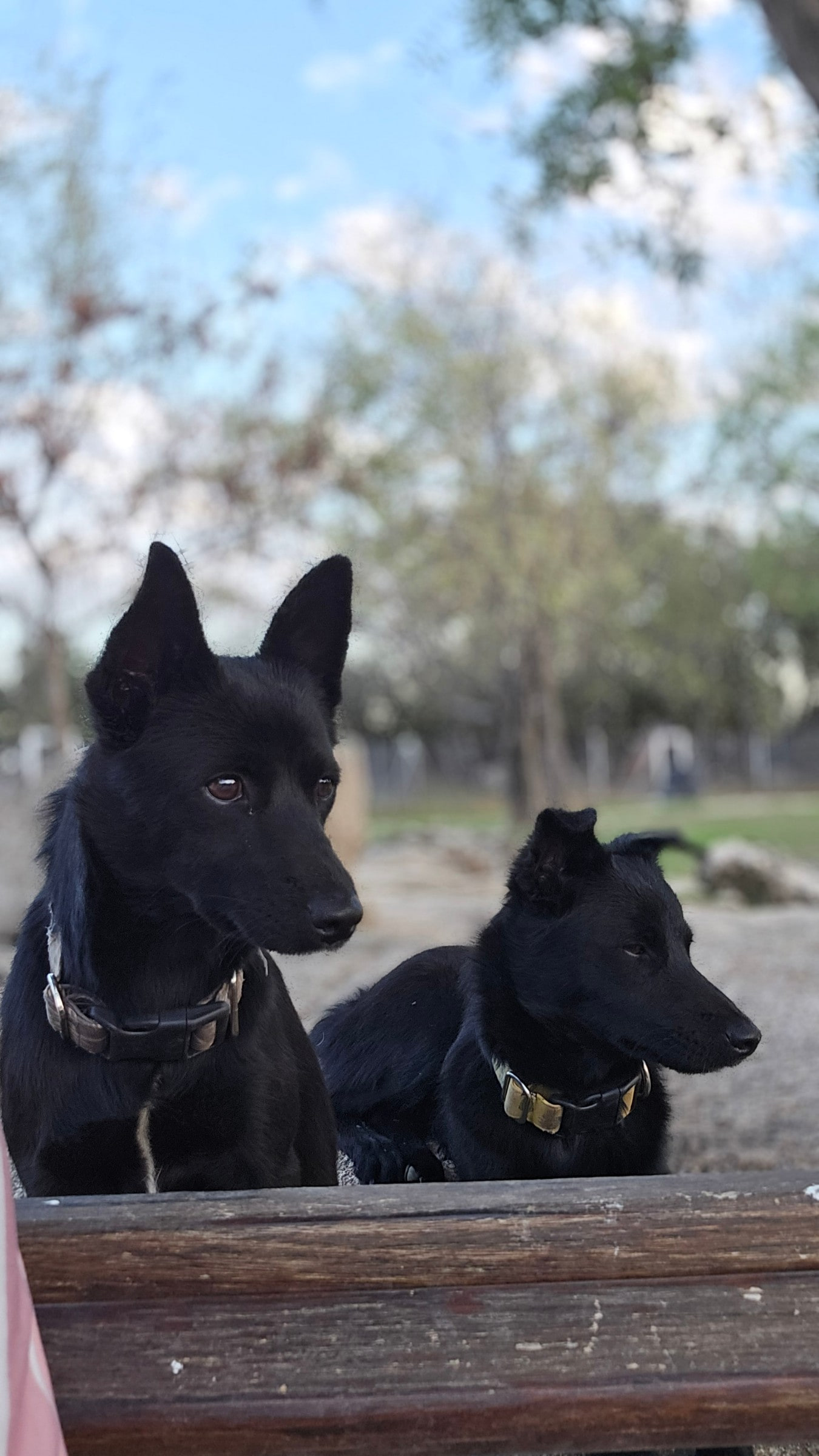 Kuma y Cherry