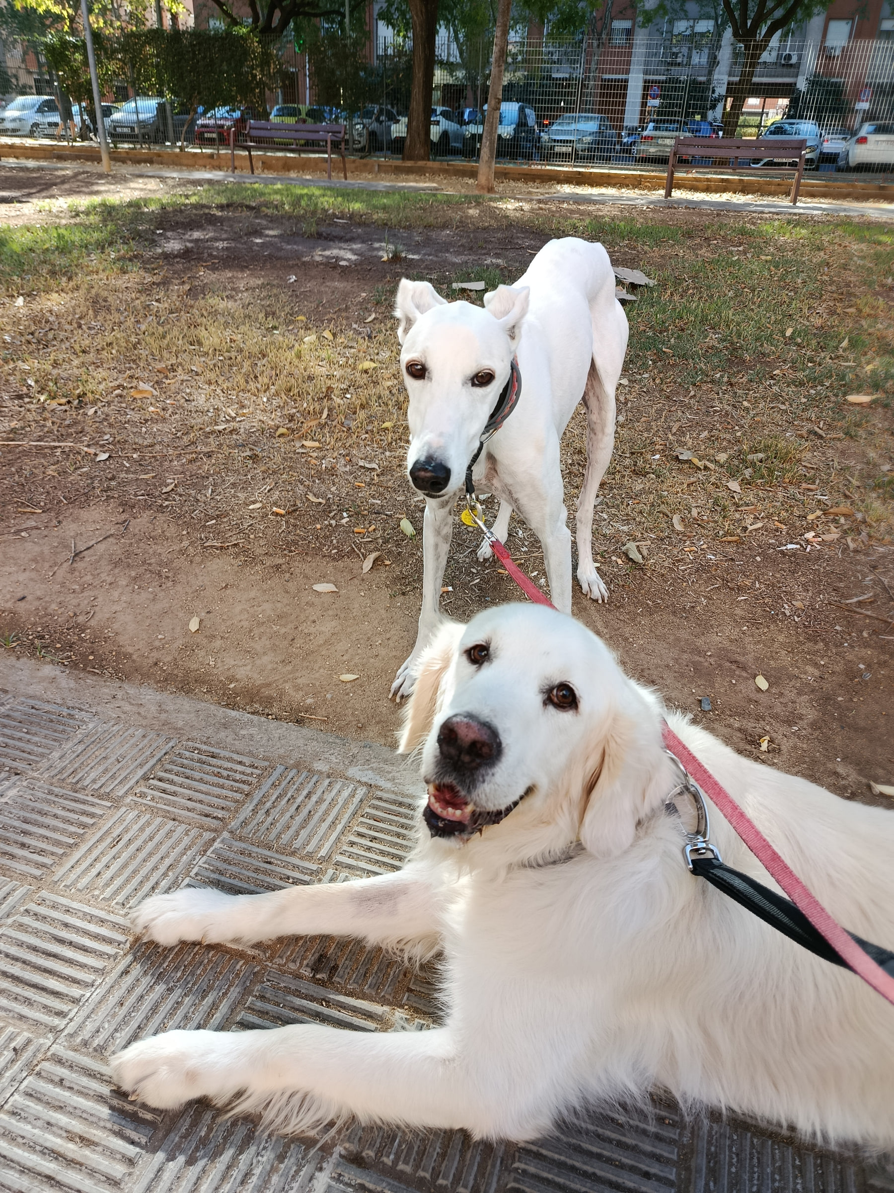 Tibu y Buddy