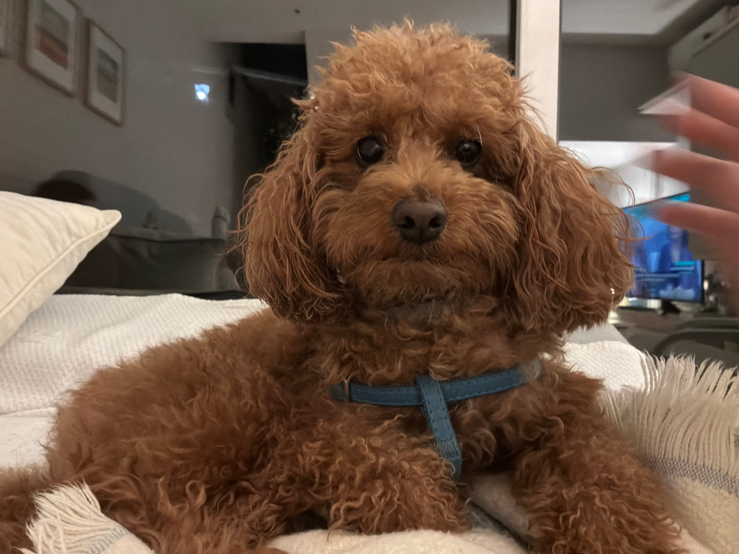 Teddy