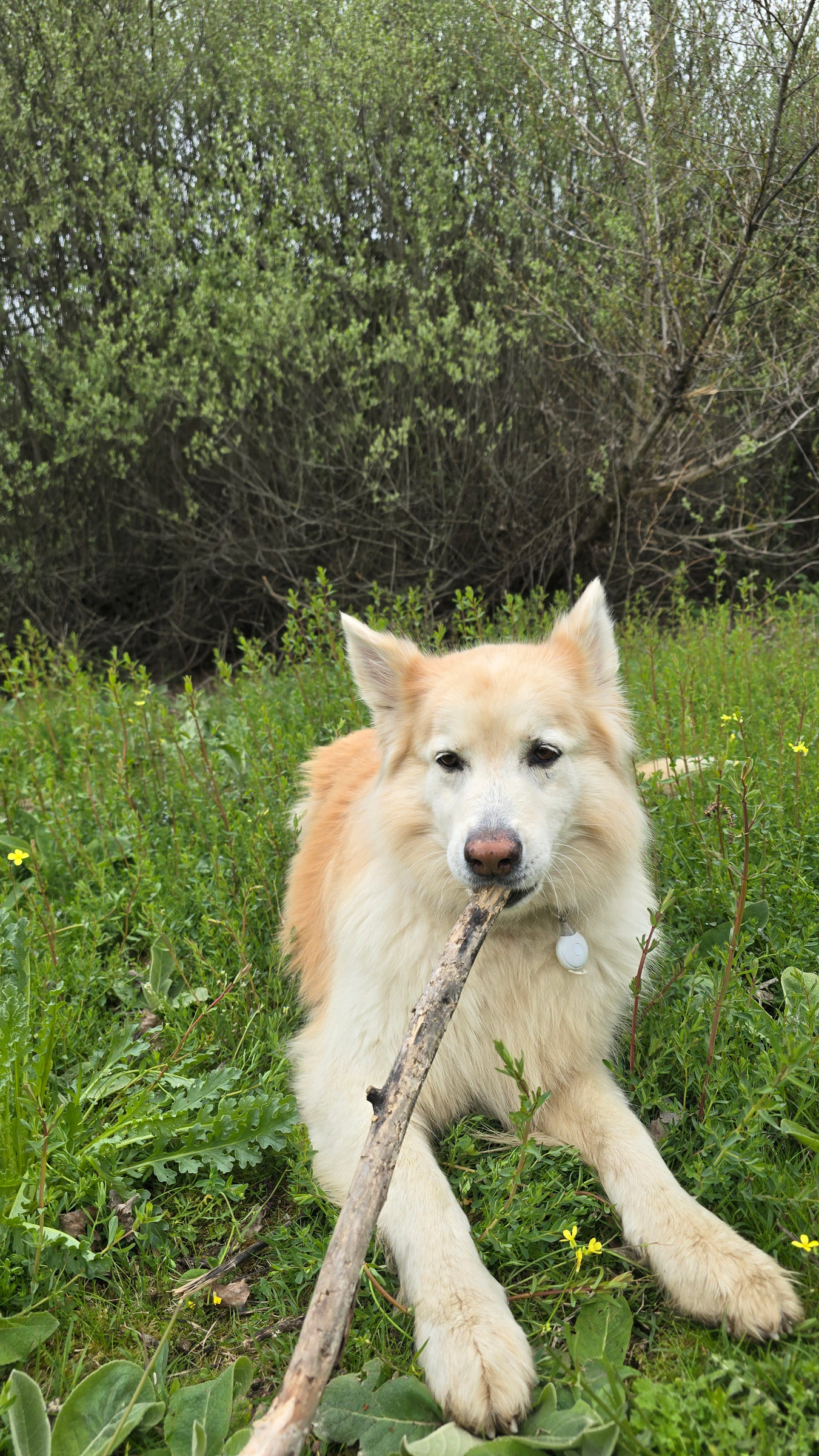 LAIKA