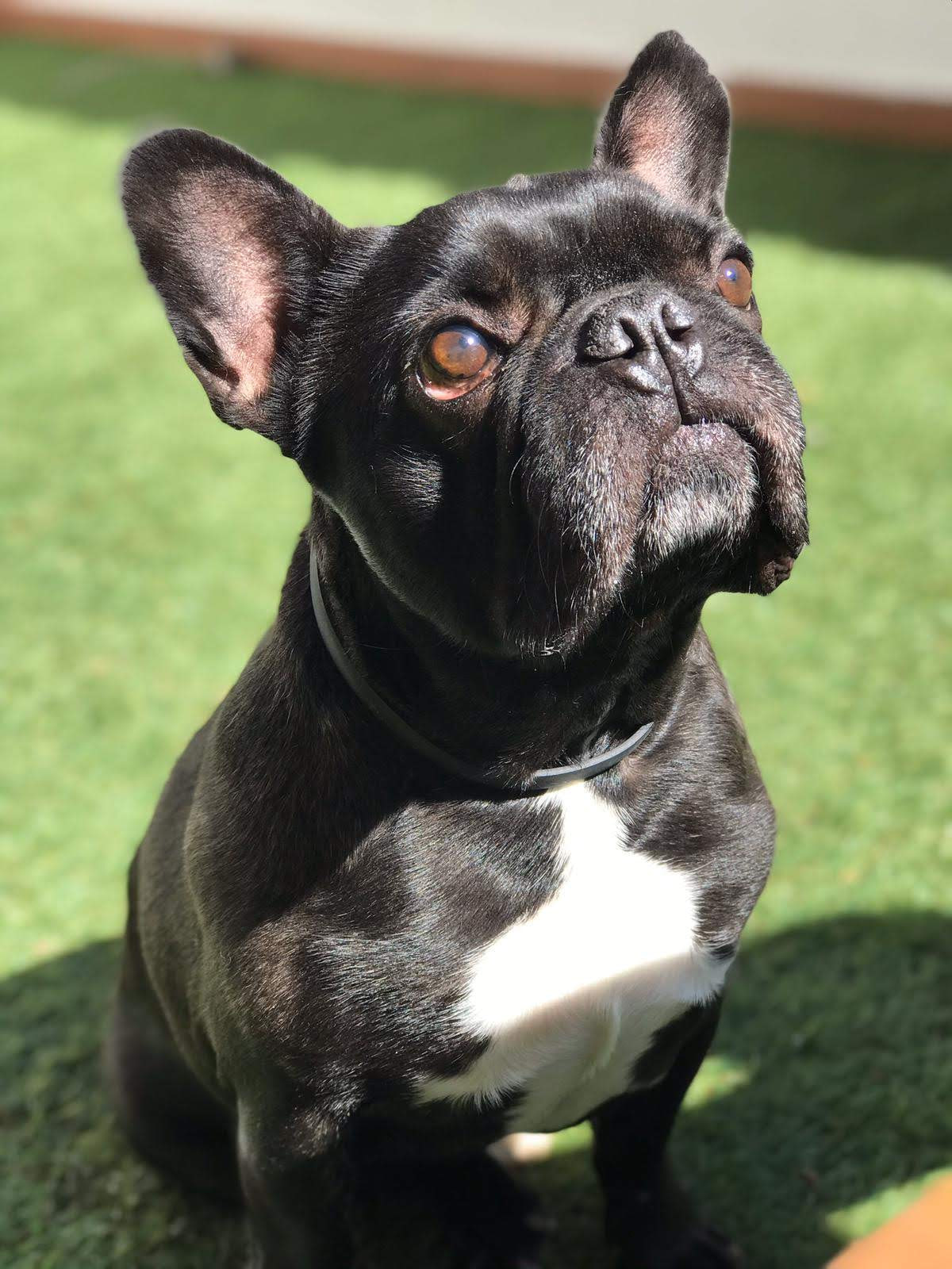 Bosco
