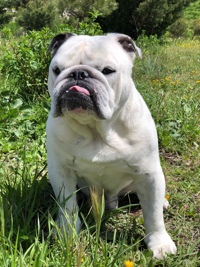 Gitano