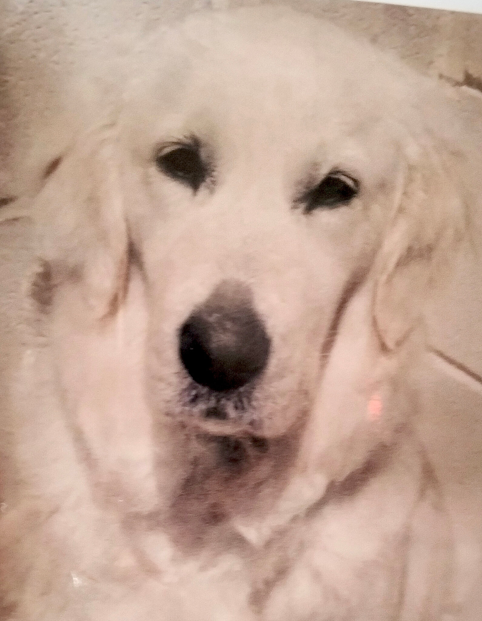 LUKA