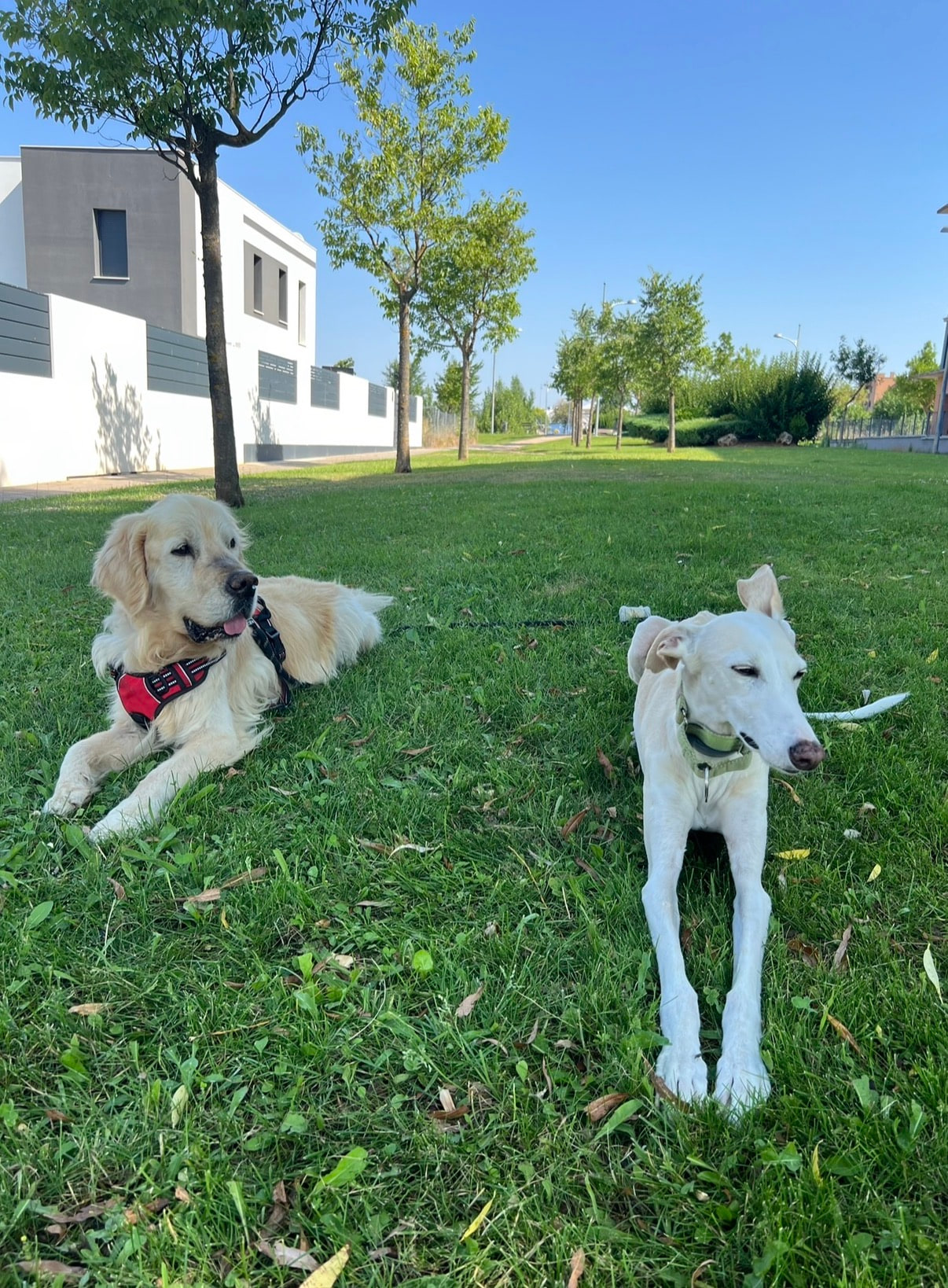Iyali y Nolan