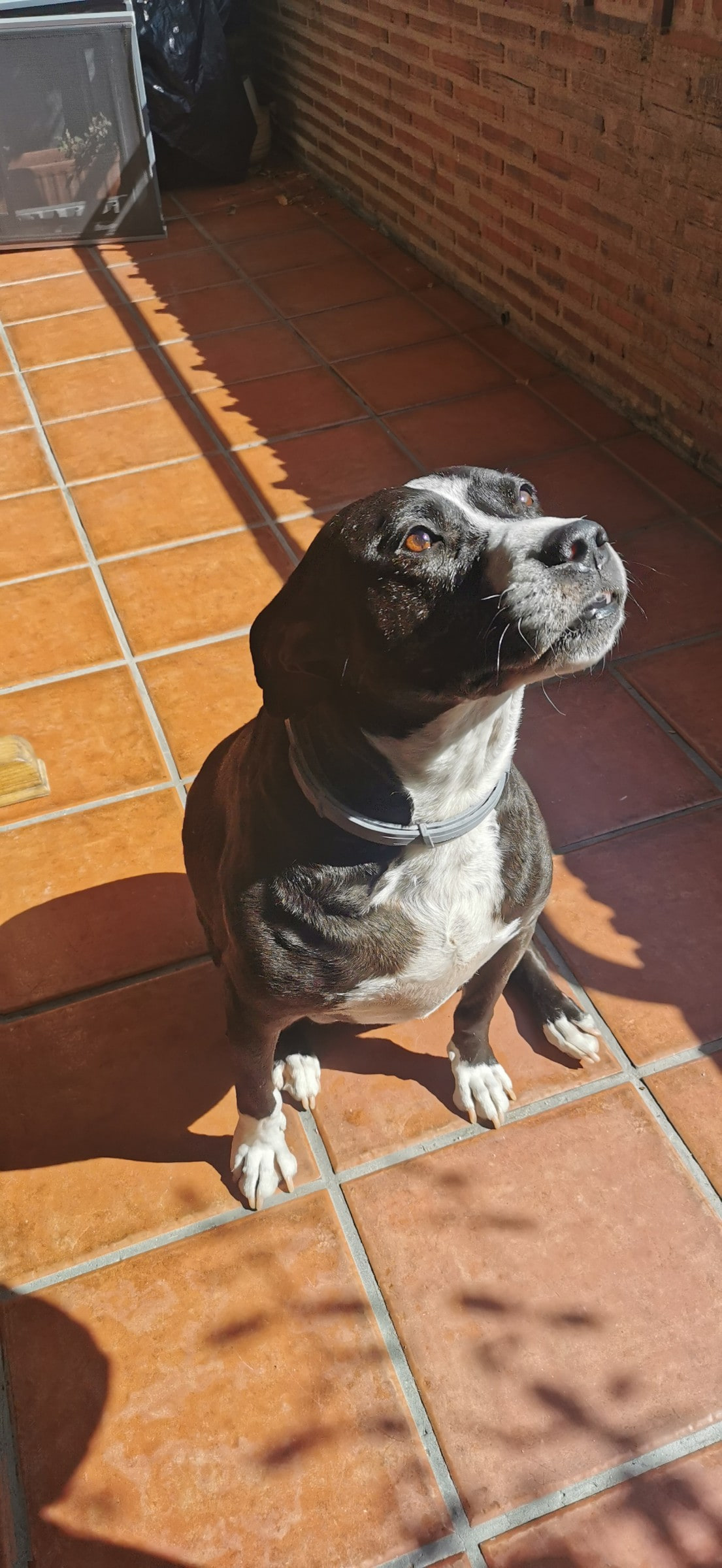 Gorda