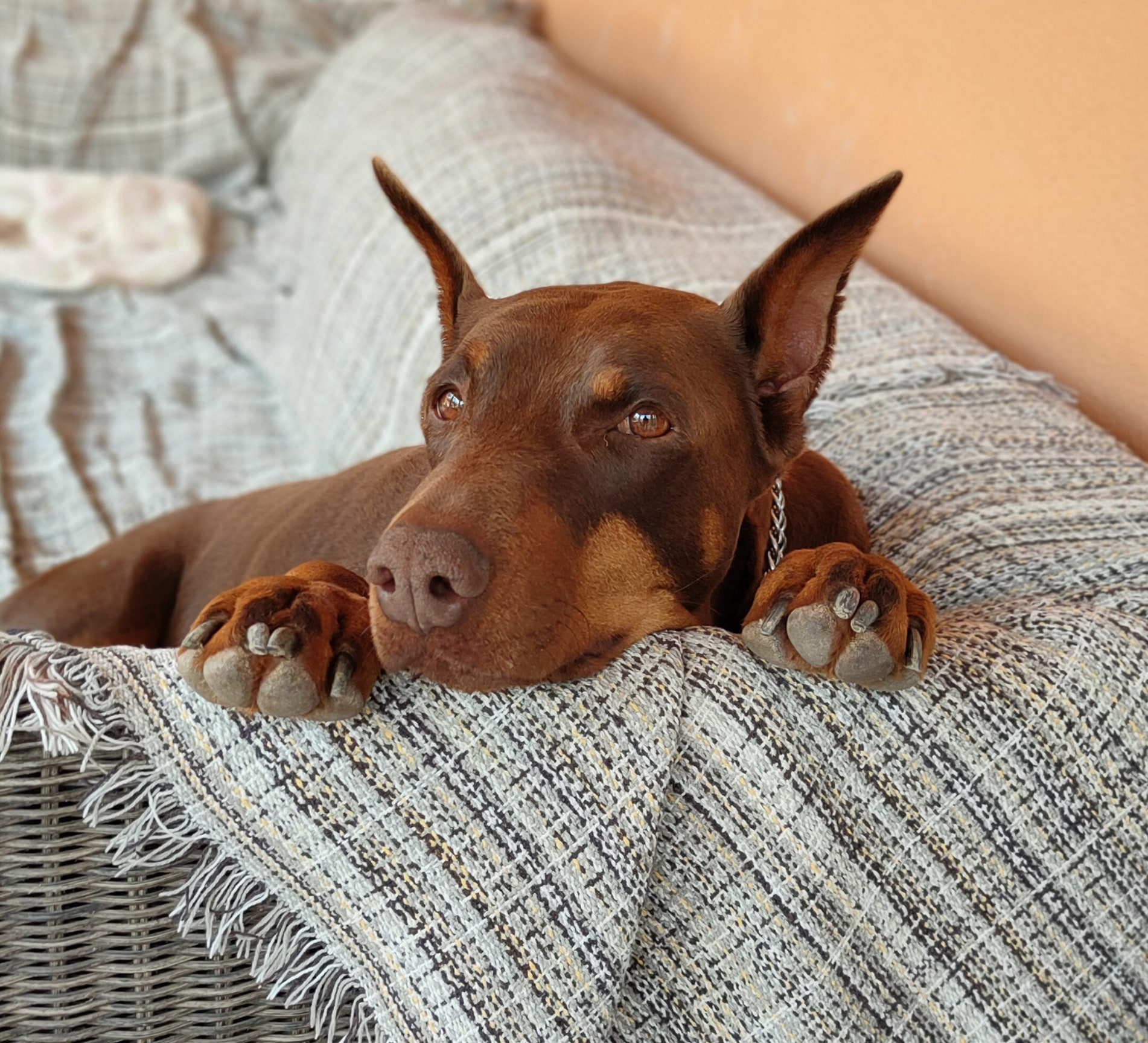 ASHA