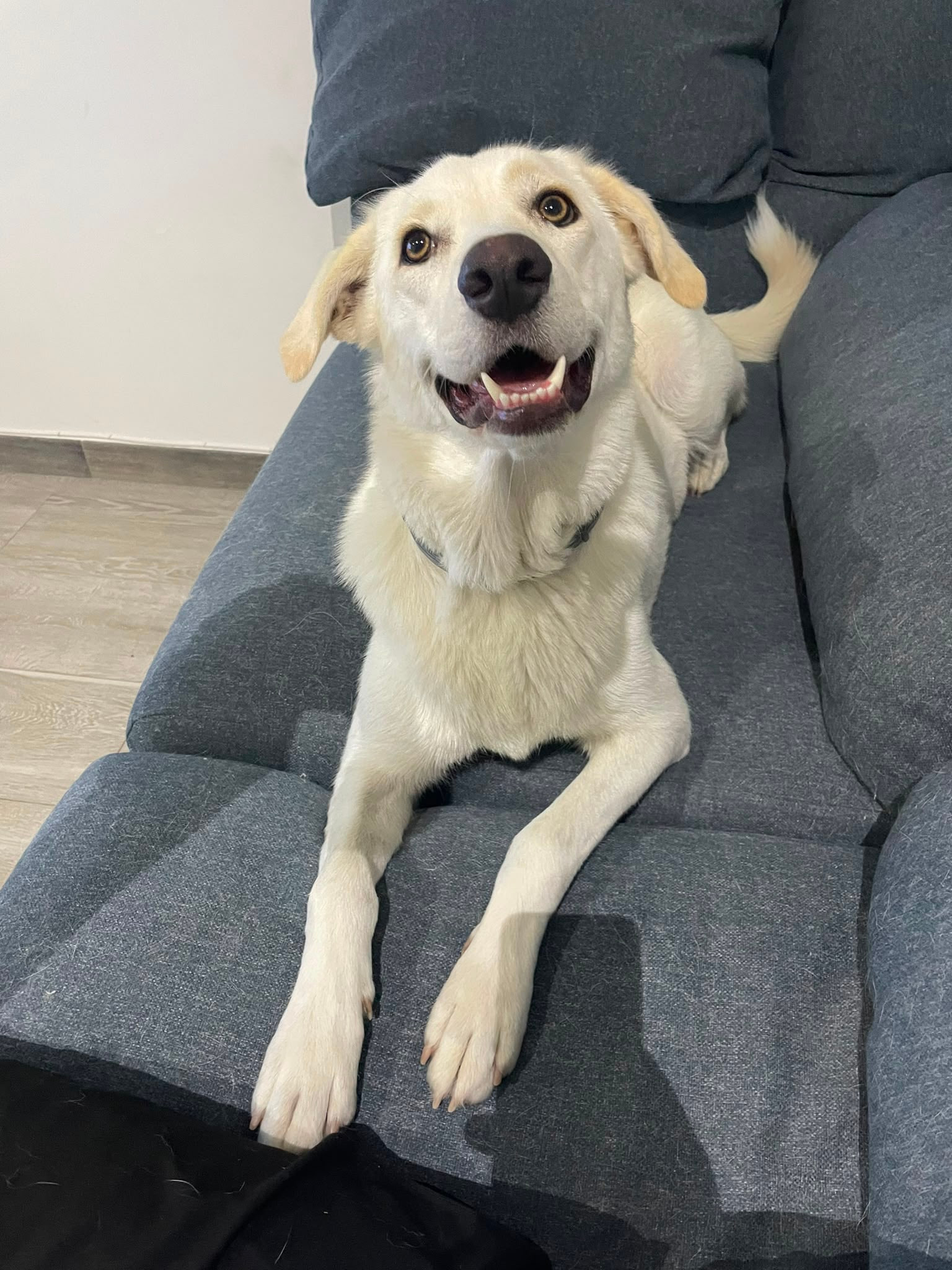 Yuki