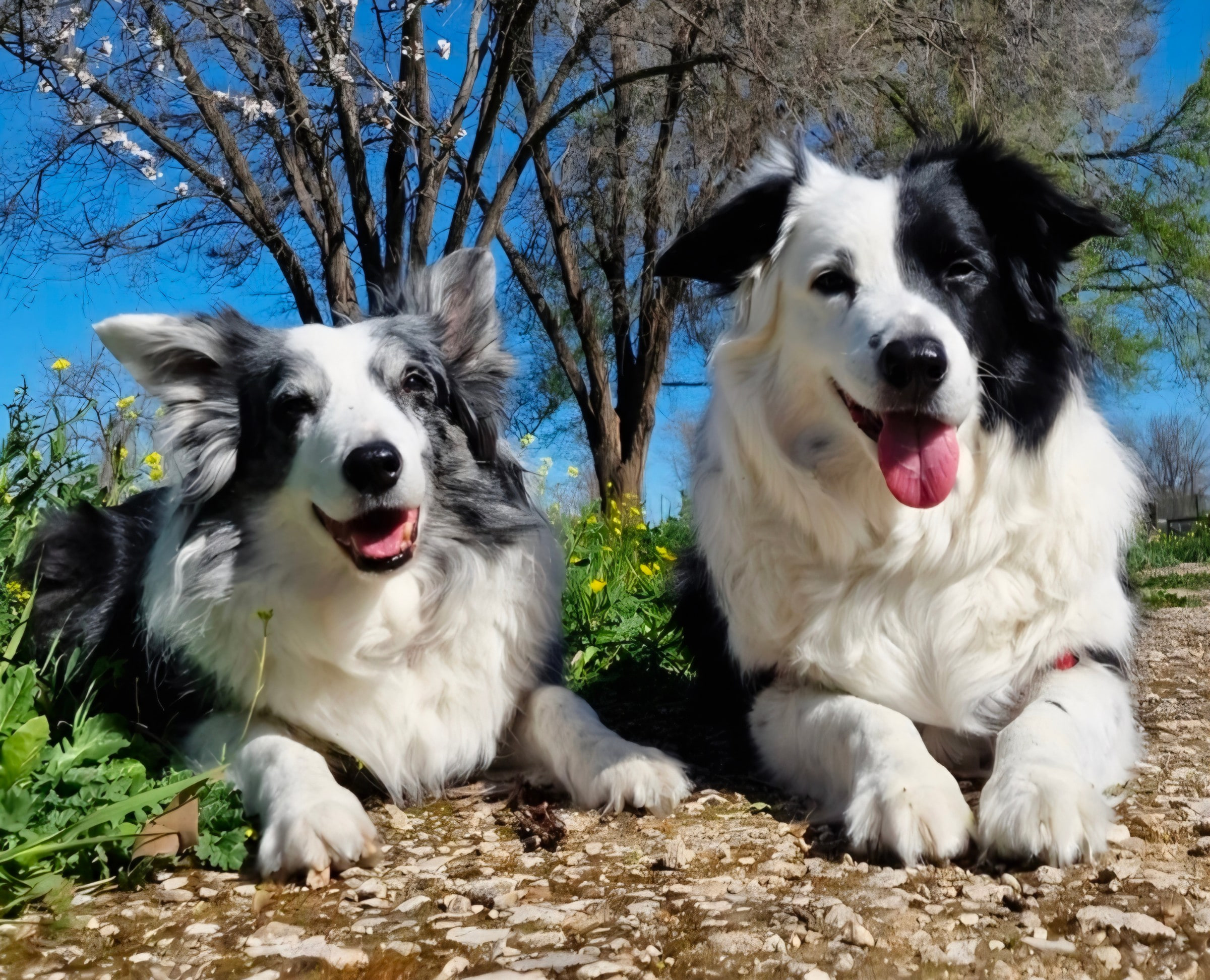 Maya y Runa