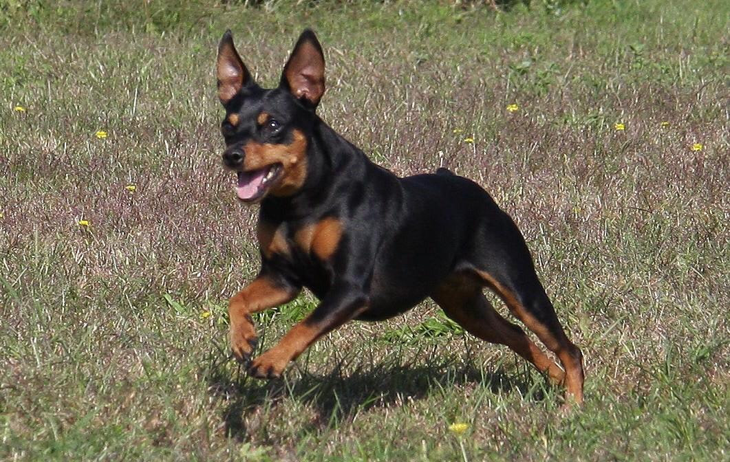 Chula