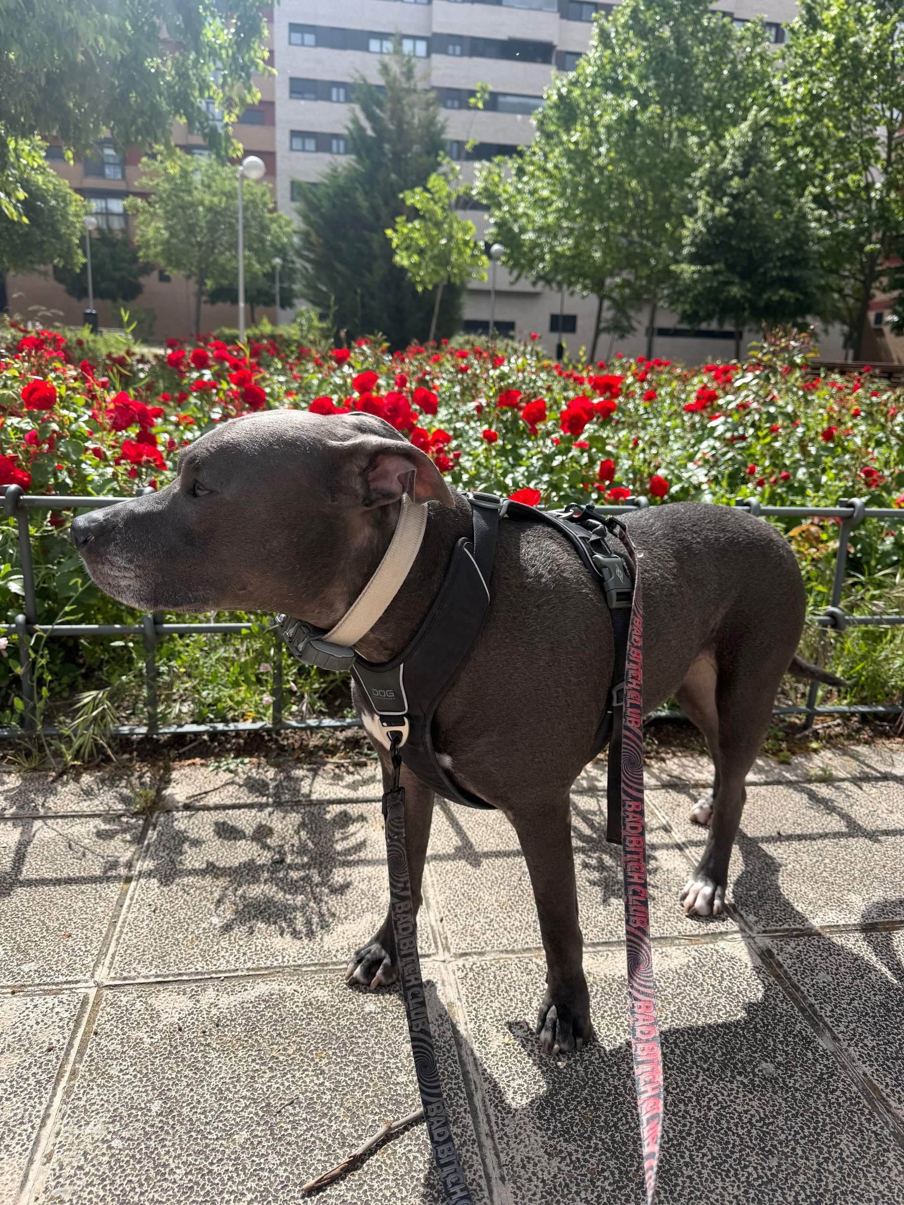 Ares