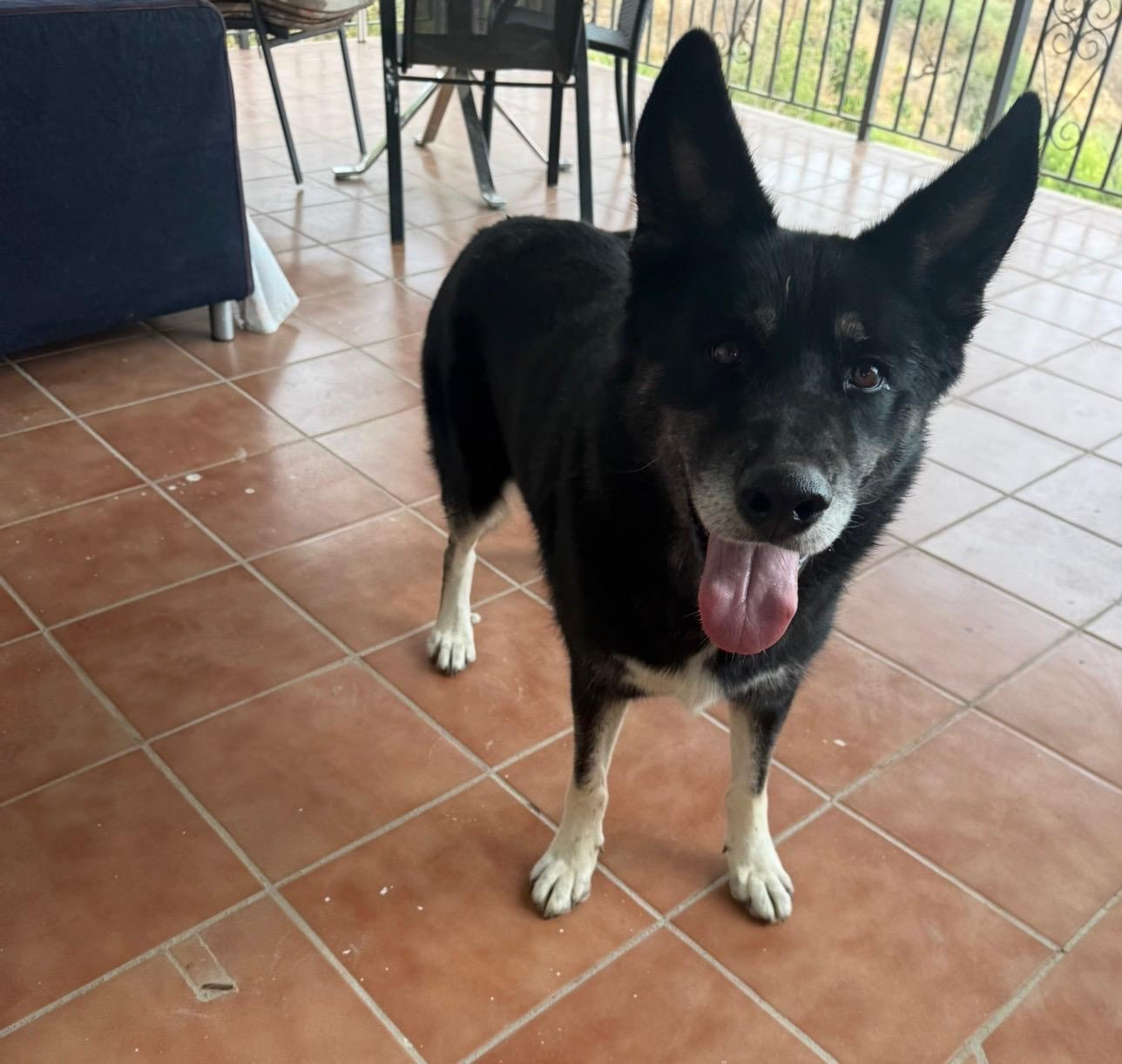 Lobo