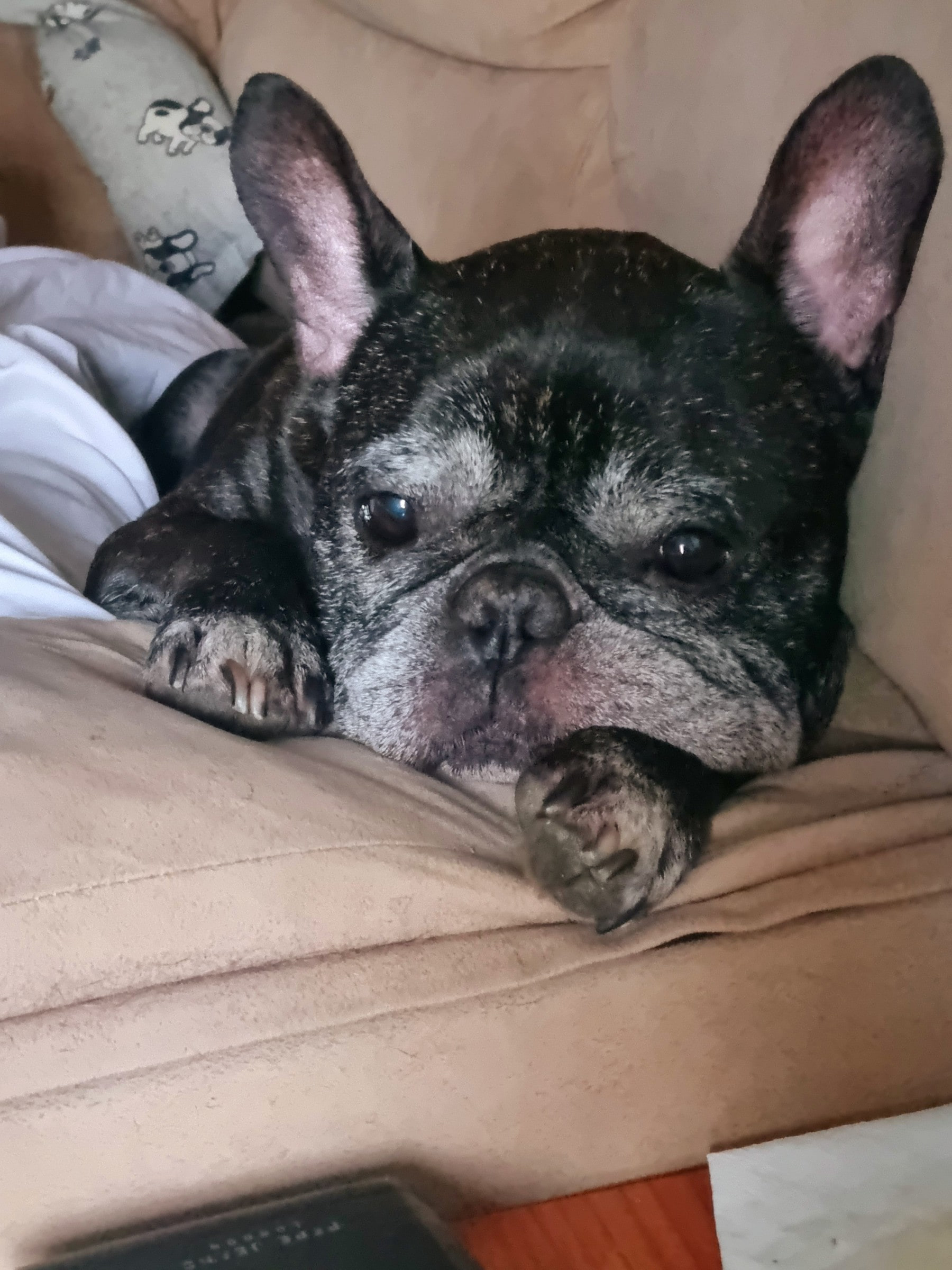 Mollo