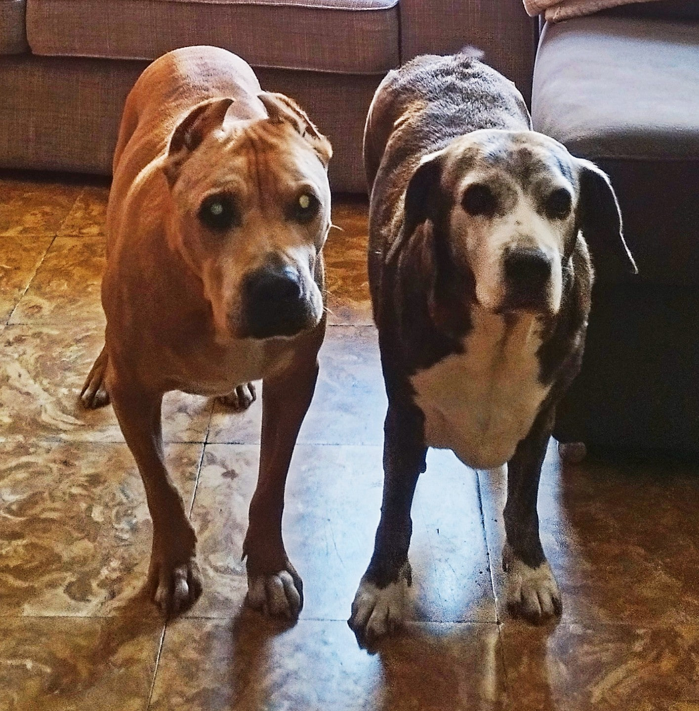 Rayxa y Turko
