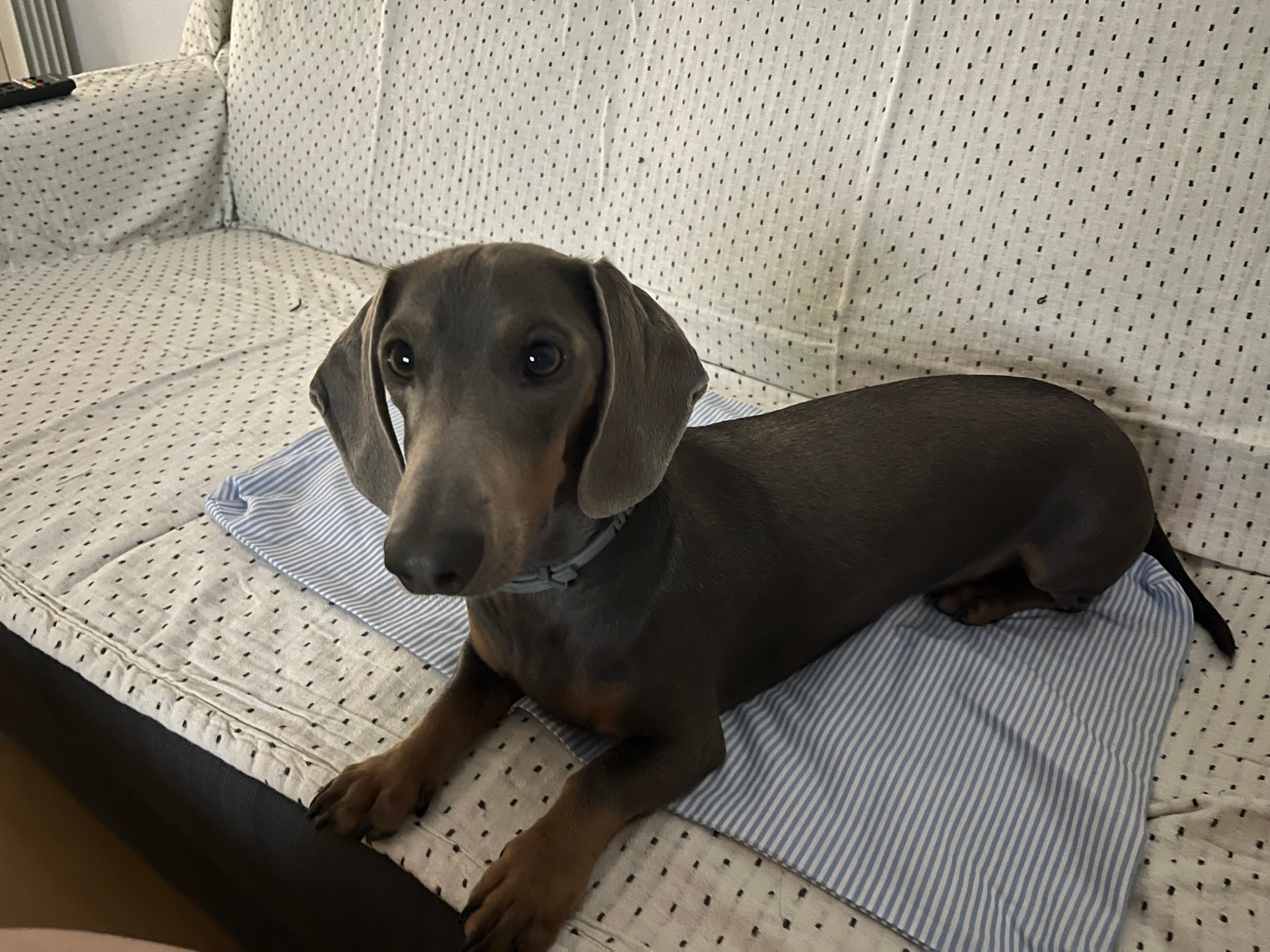 Dumbo