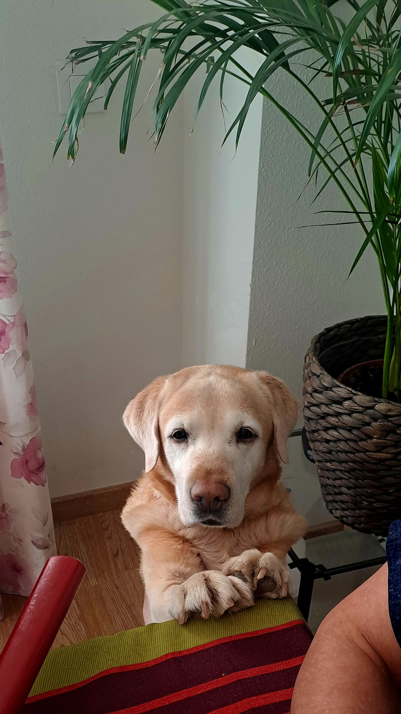 KIKO