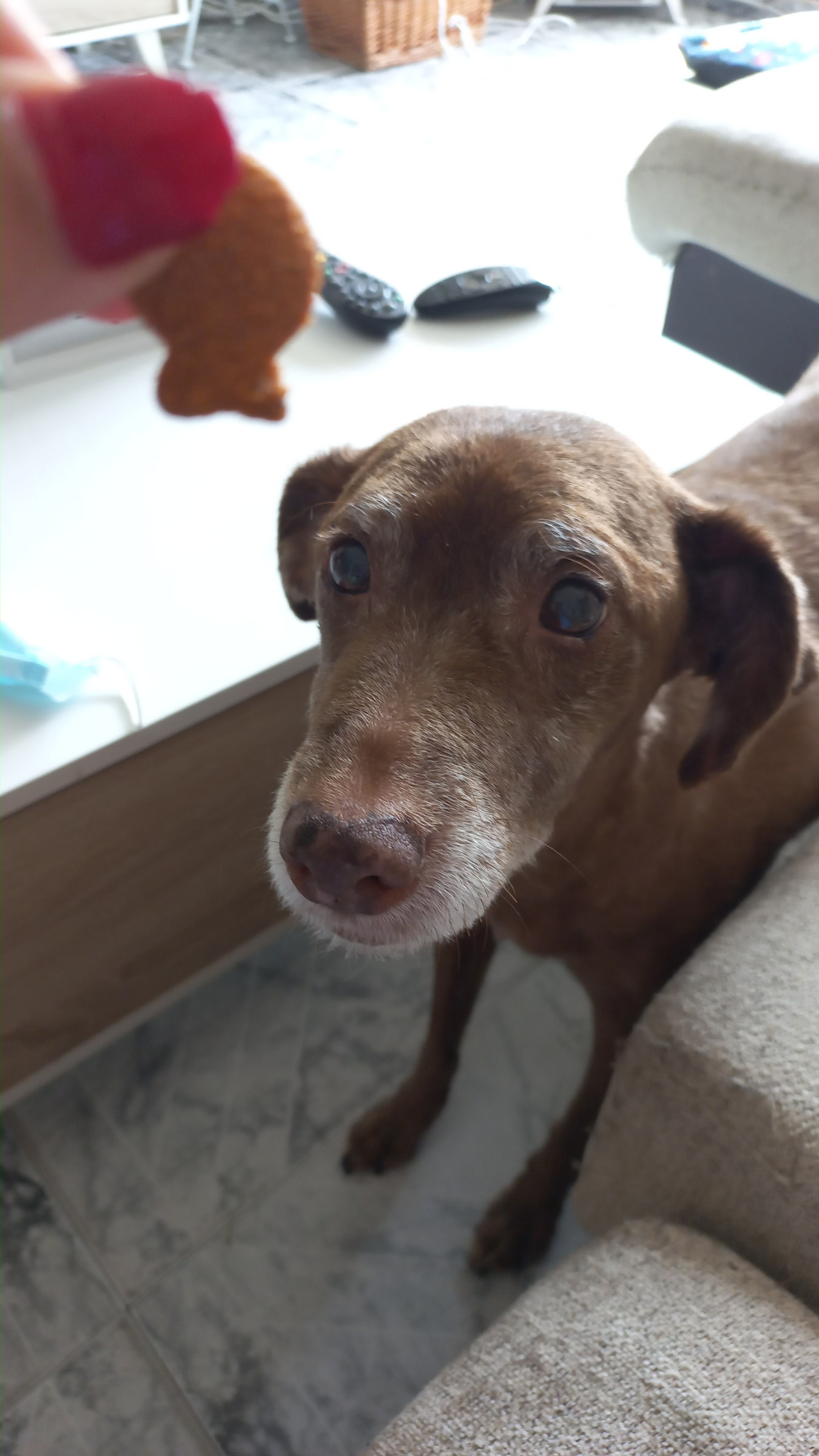 Pupy