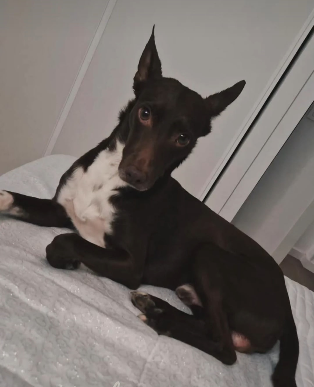 Bruno