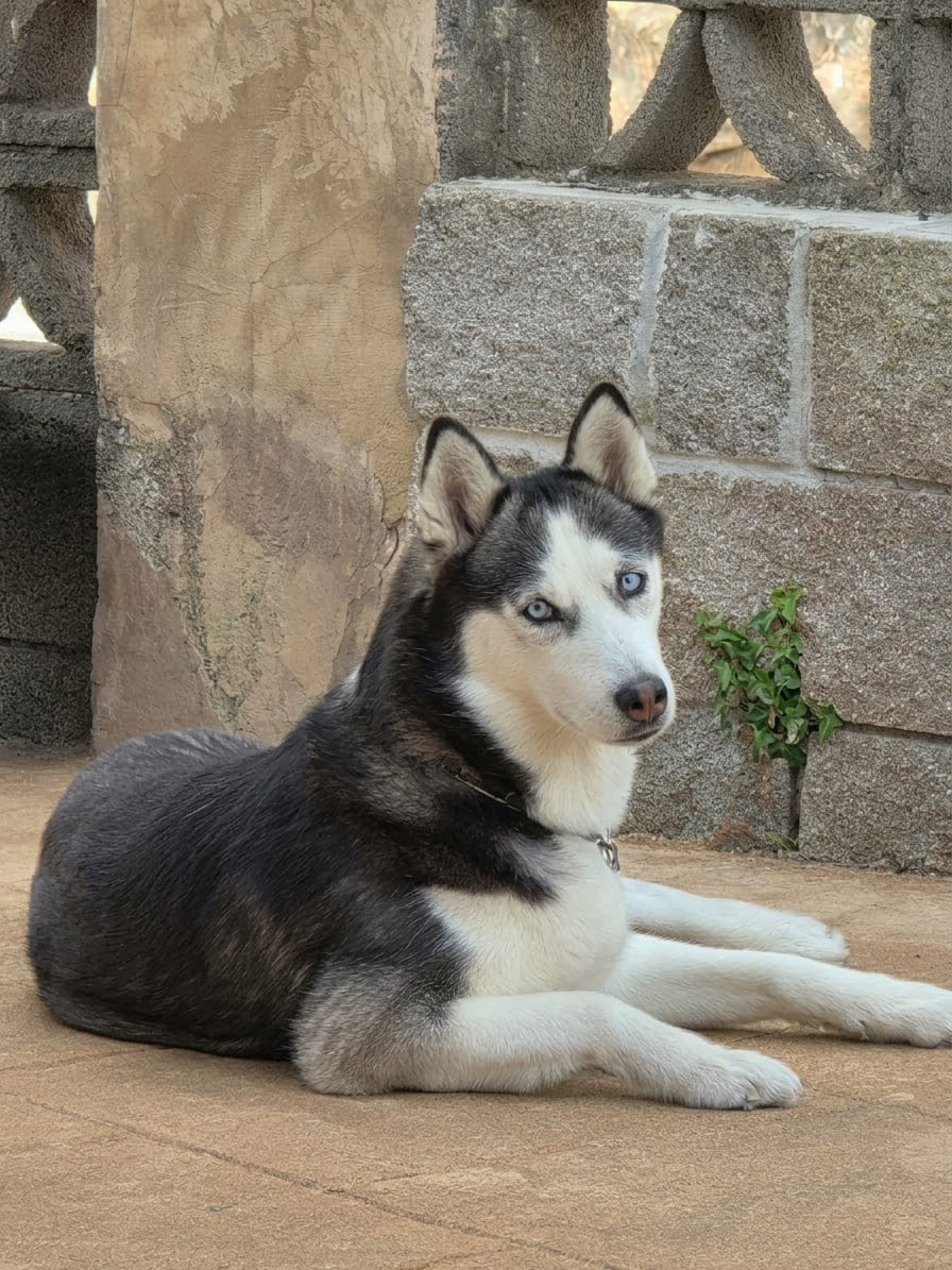 Lola