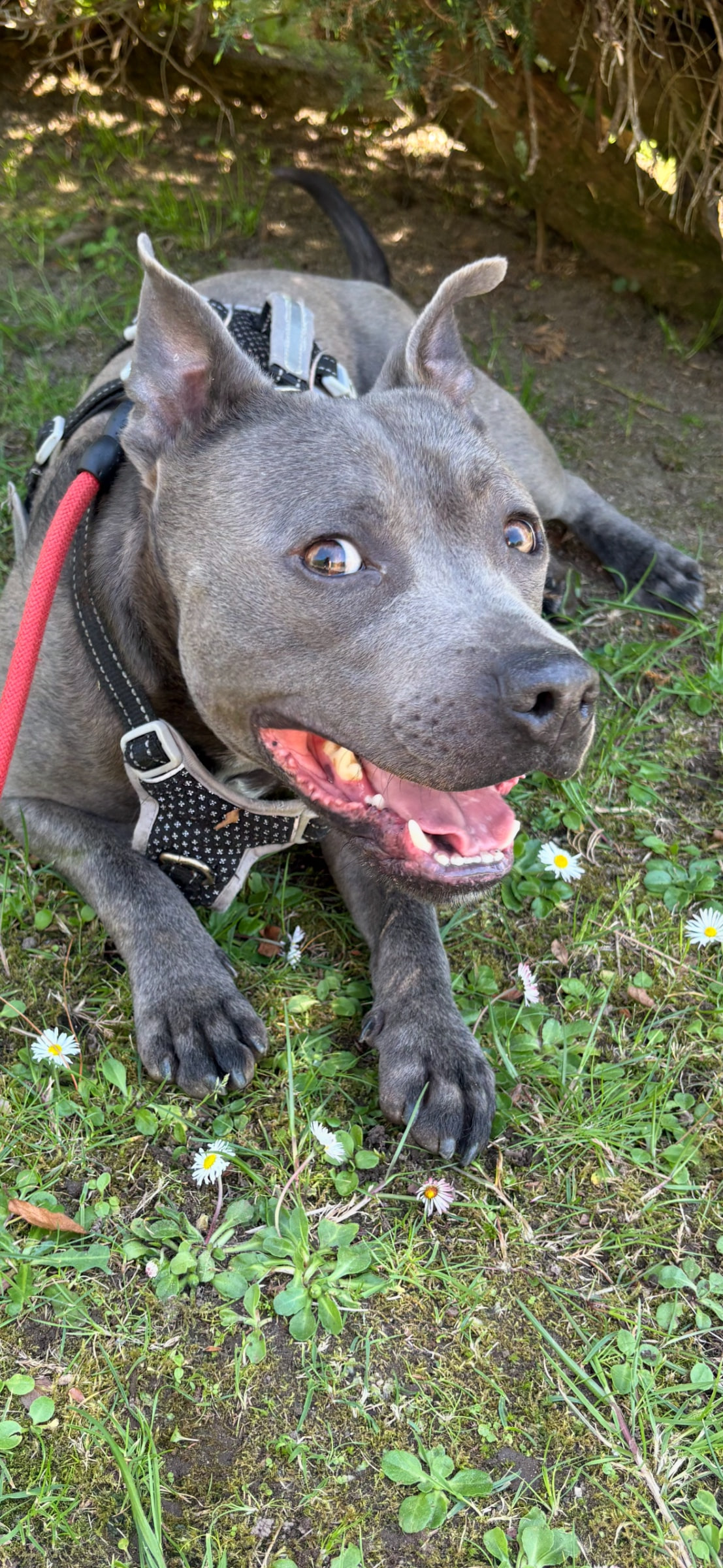 Junior
