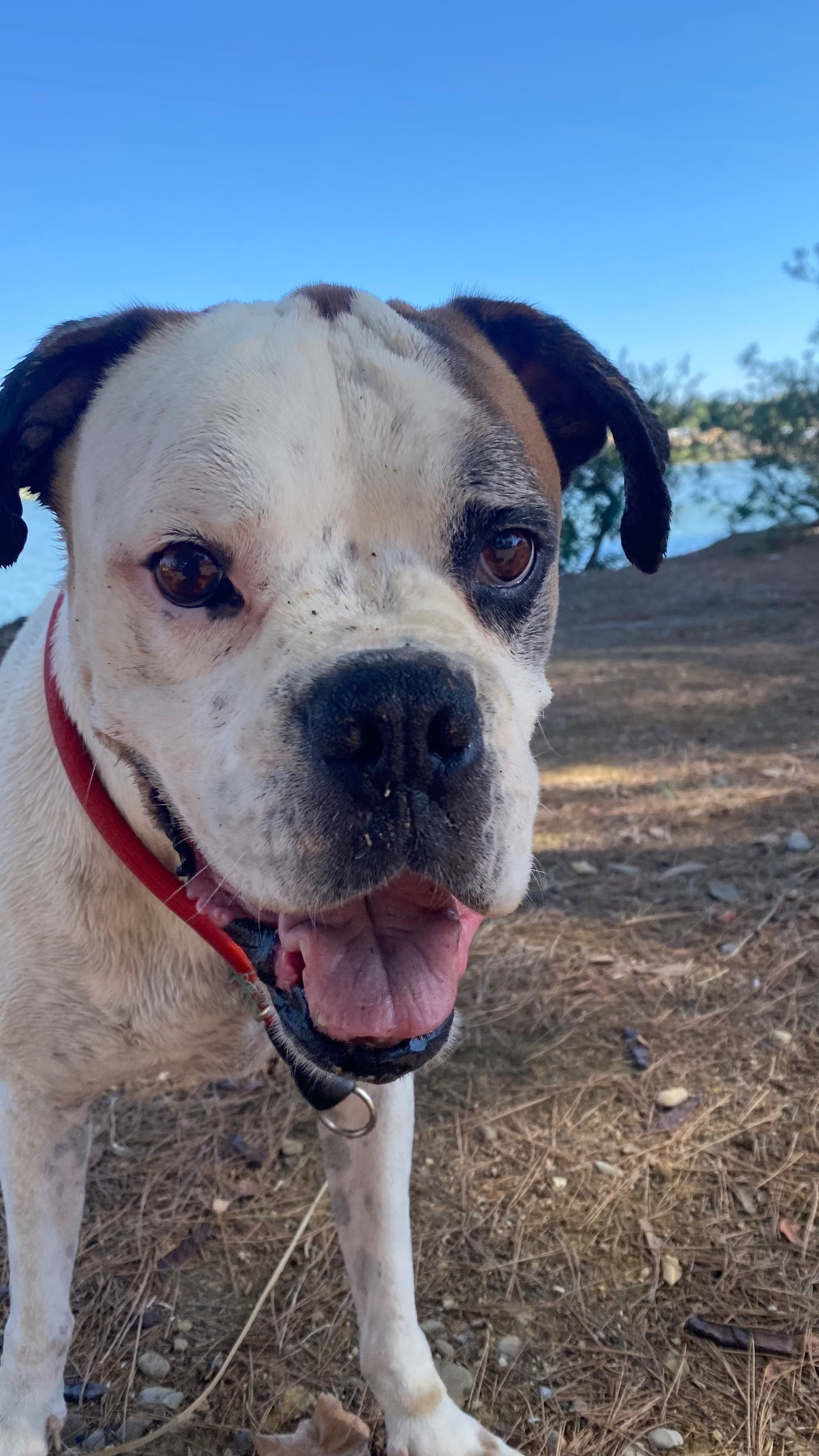 Chulo