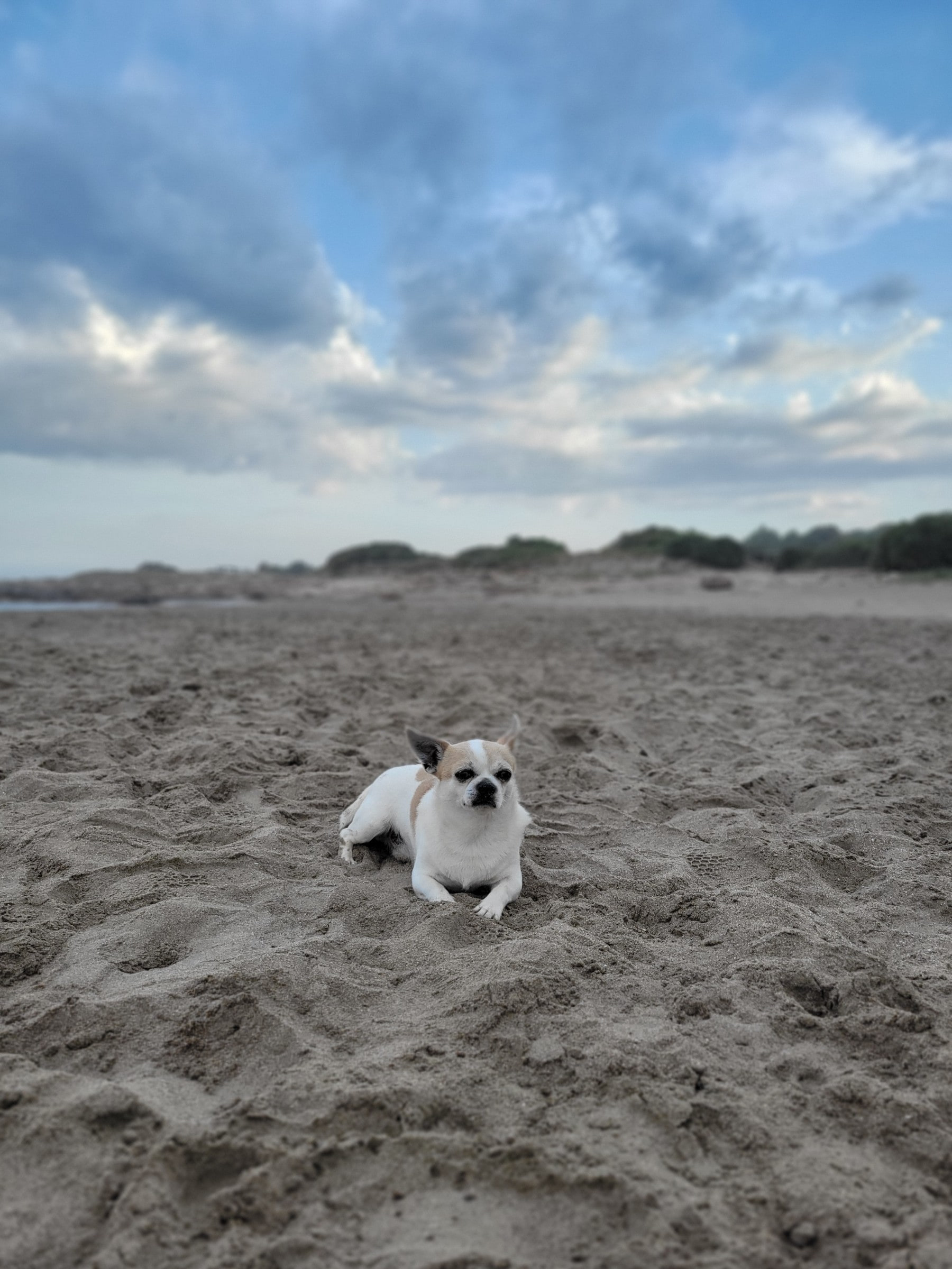 Coco