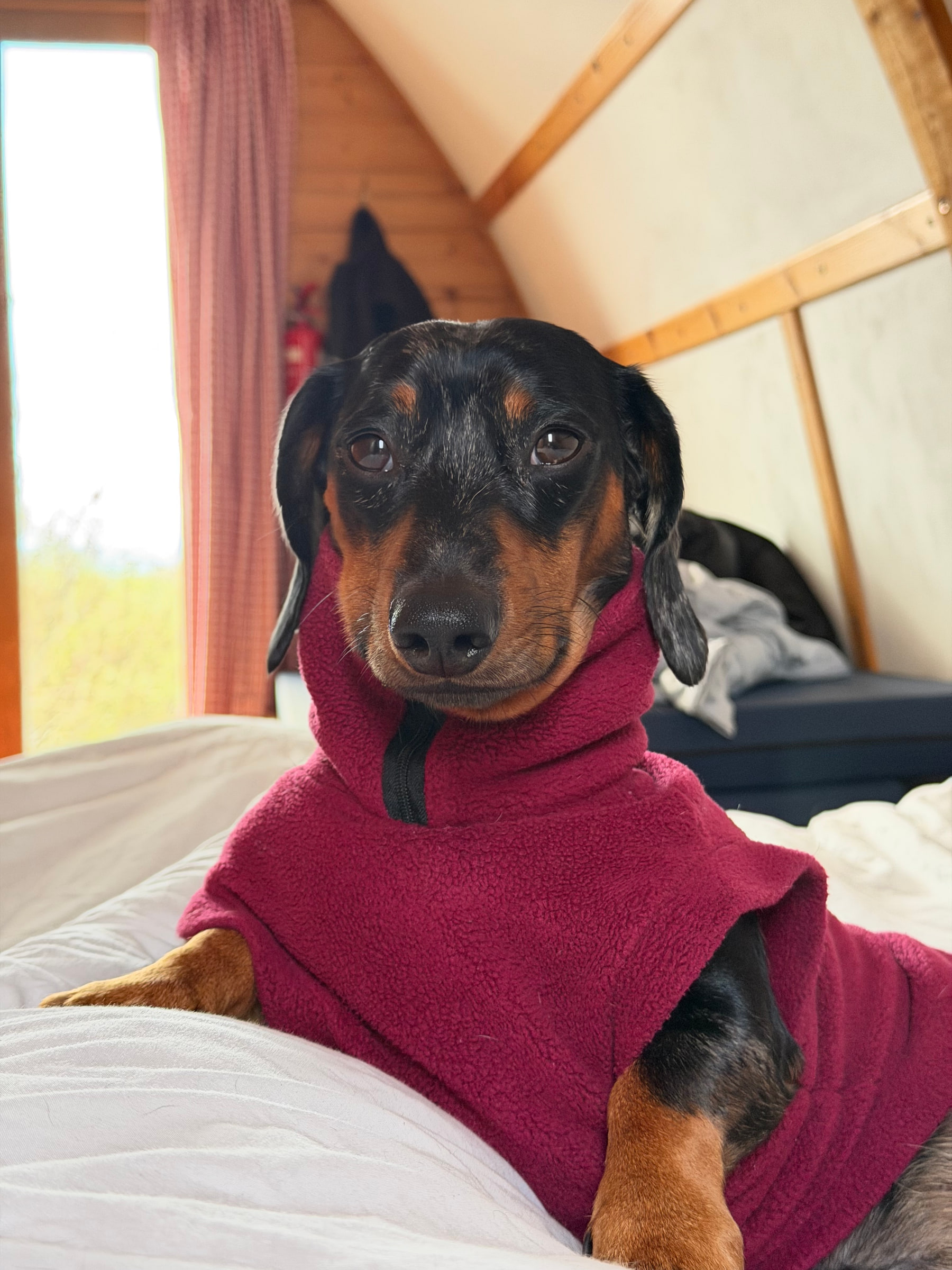 Oreo
