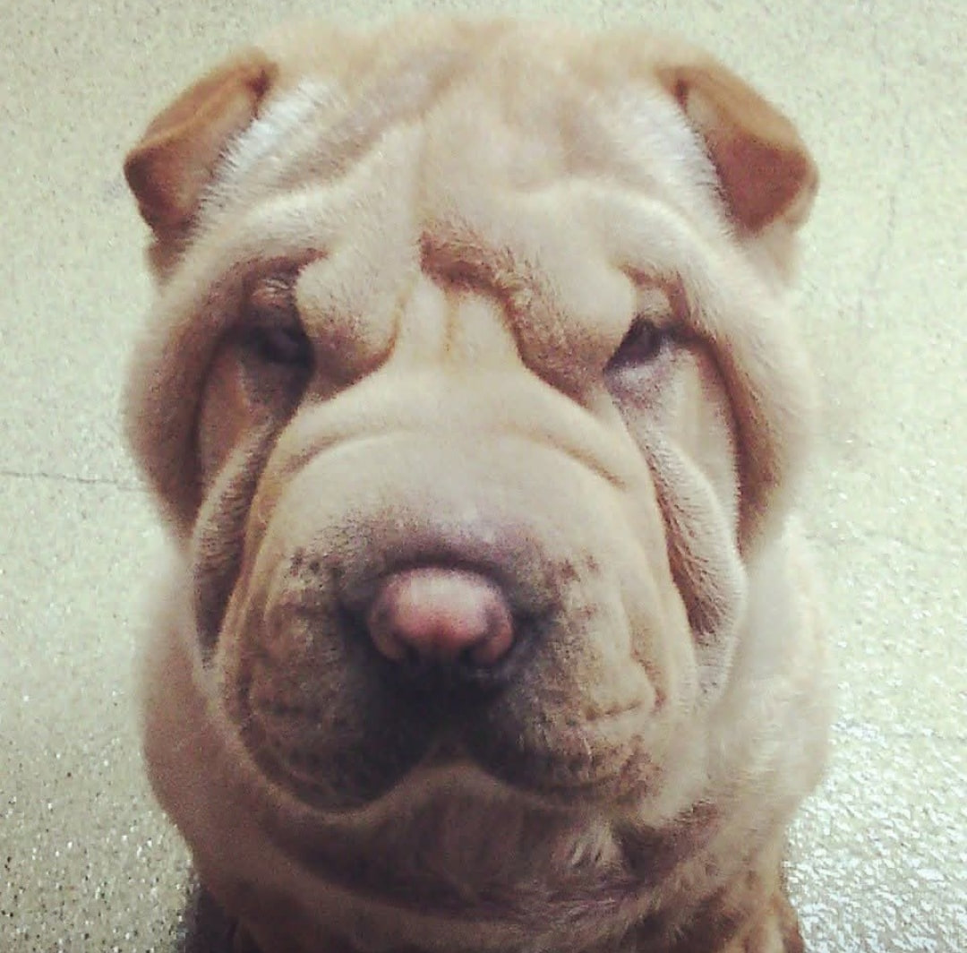 Dogor