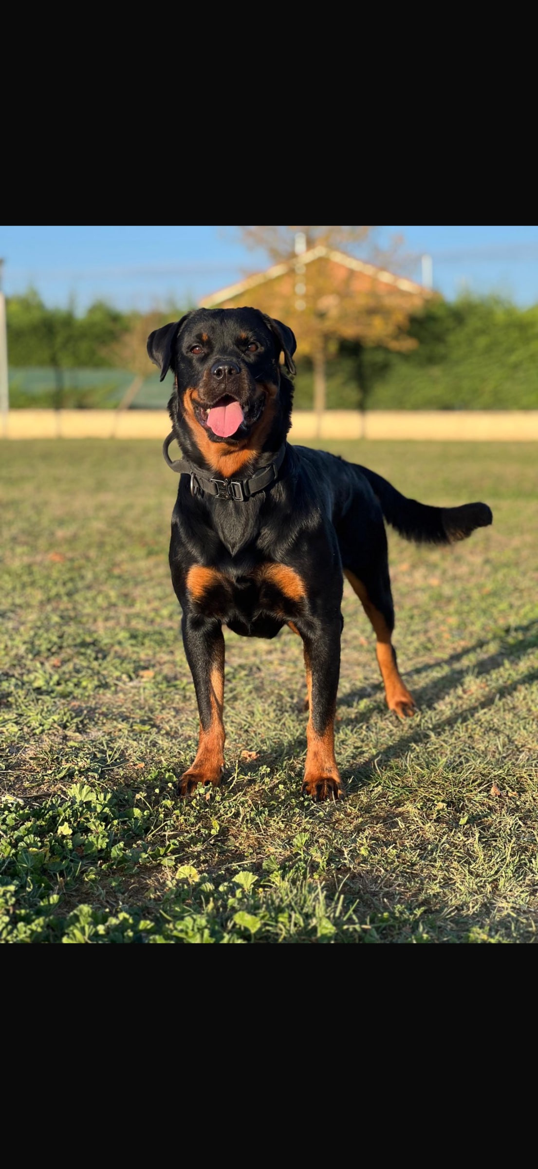 Ares