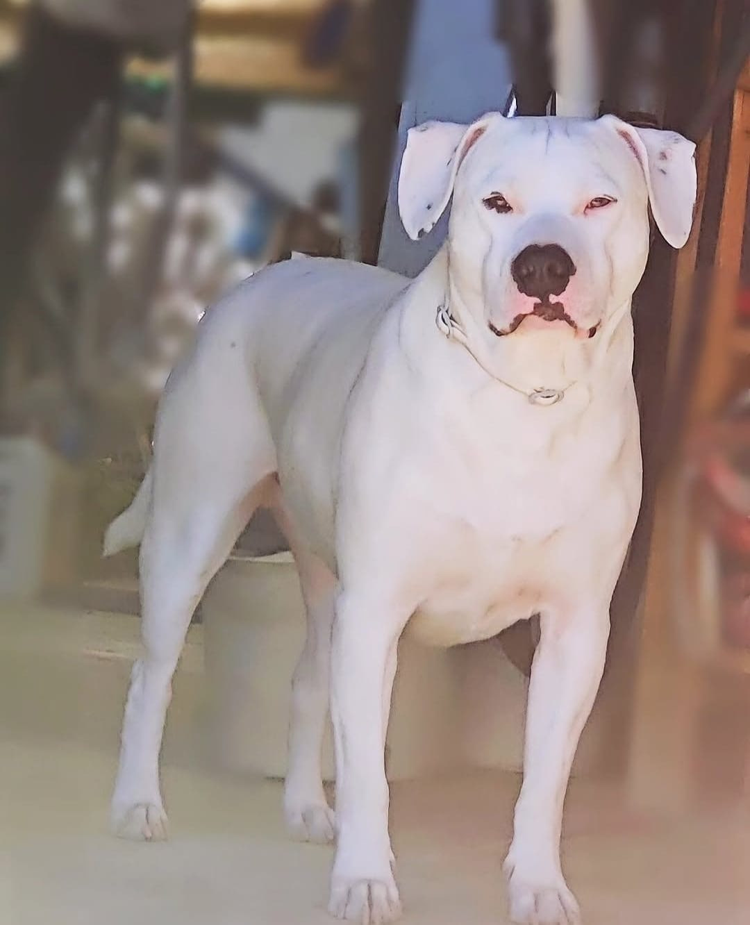 Odin