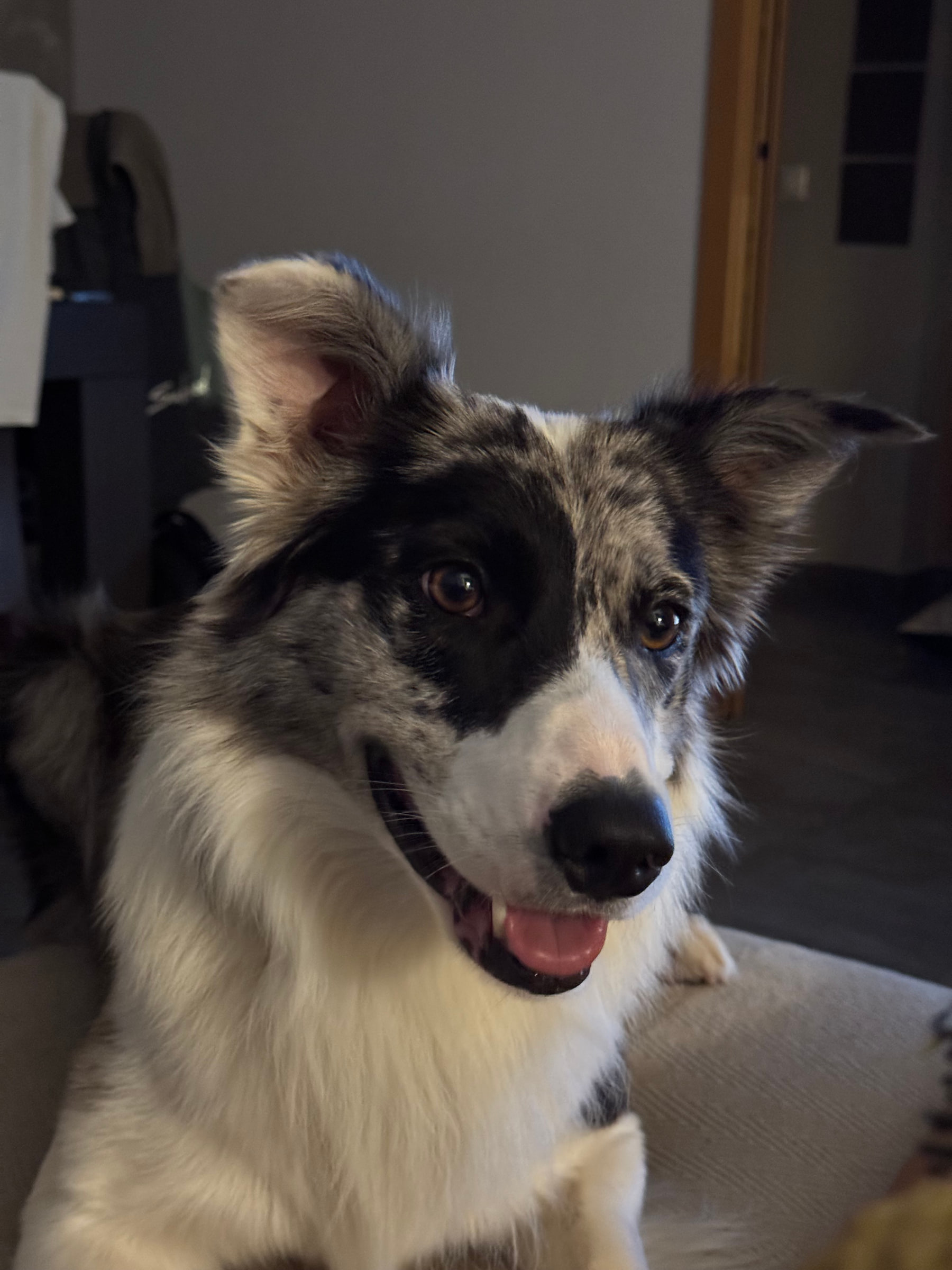 Simba