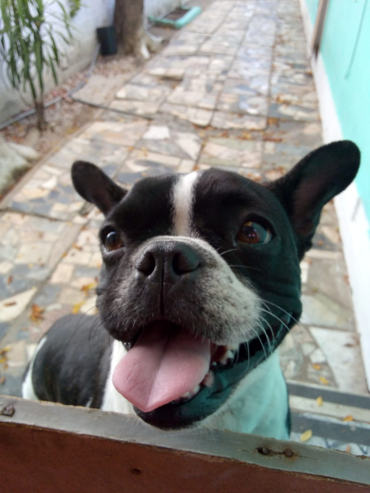 Juana