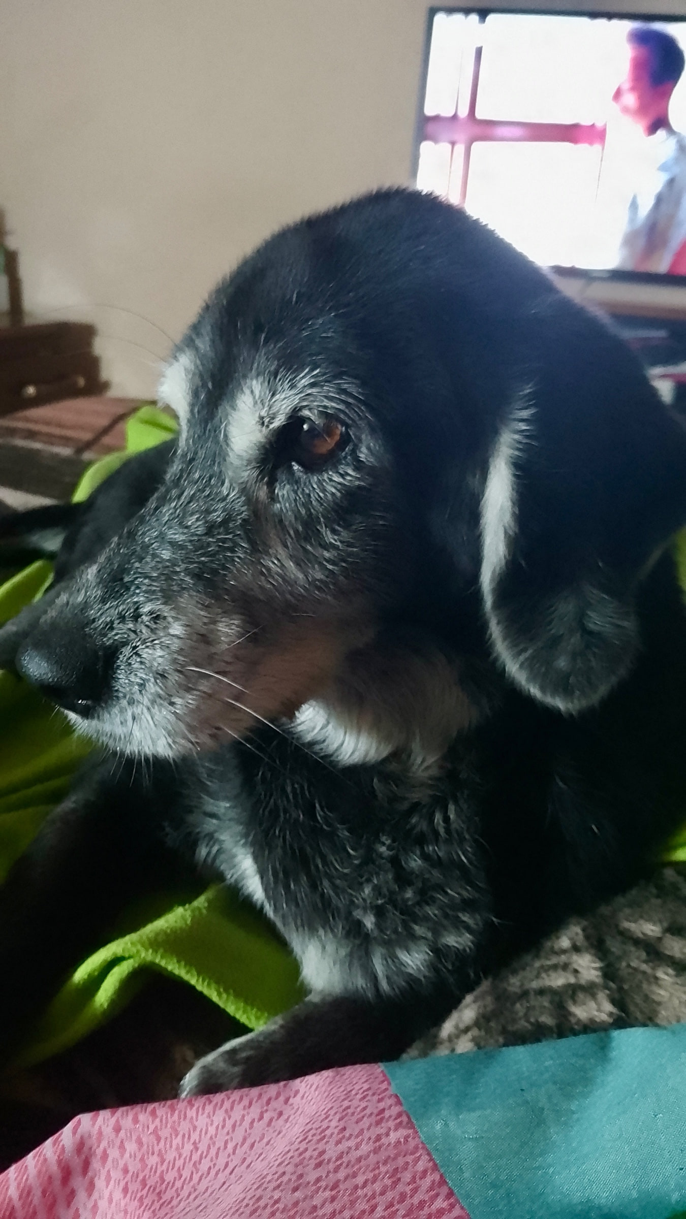 Shula