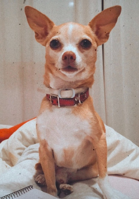 Roc