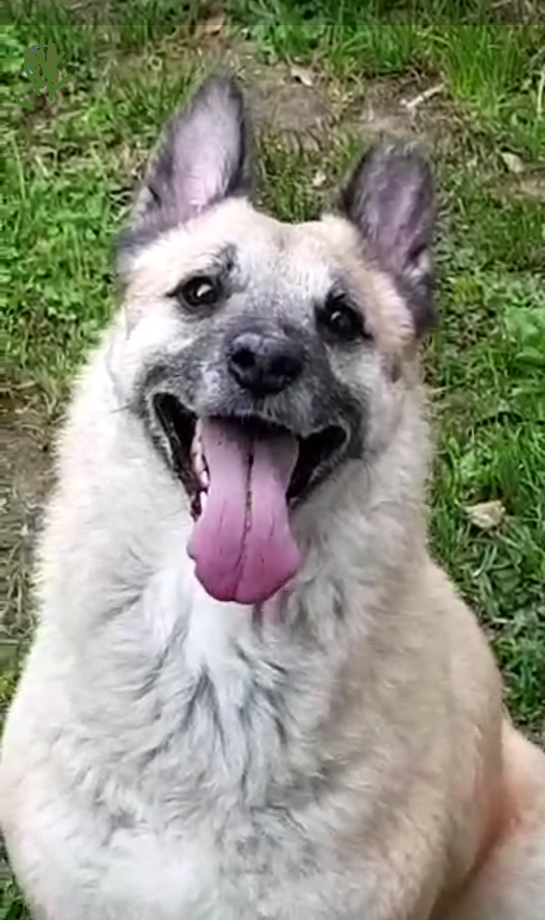 Pipi