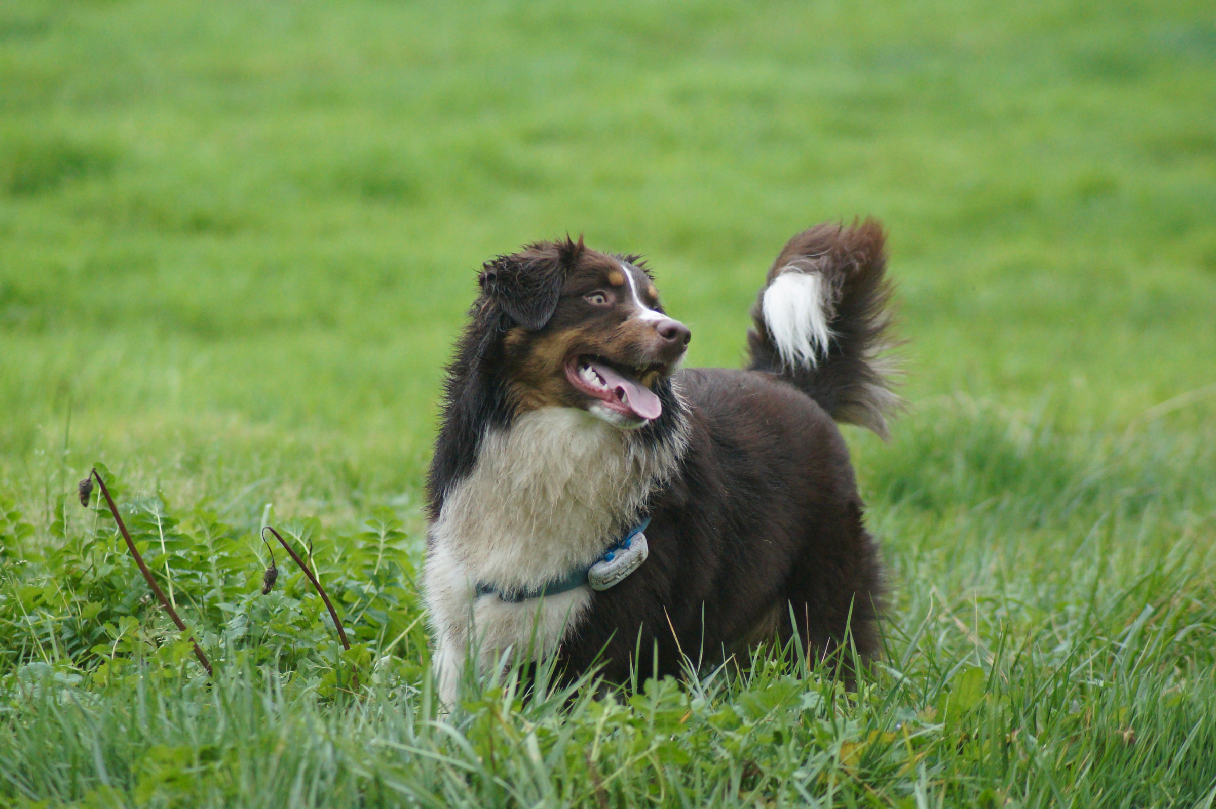 Pongo