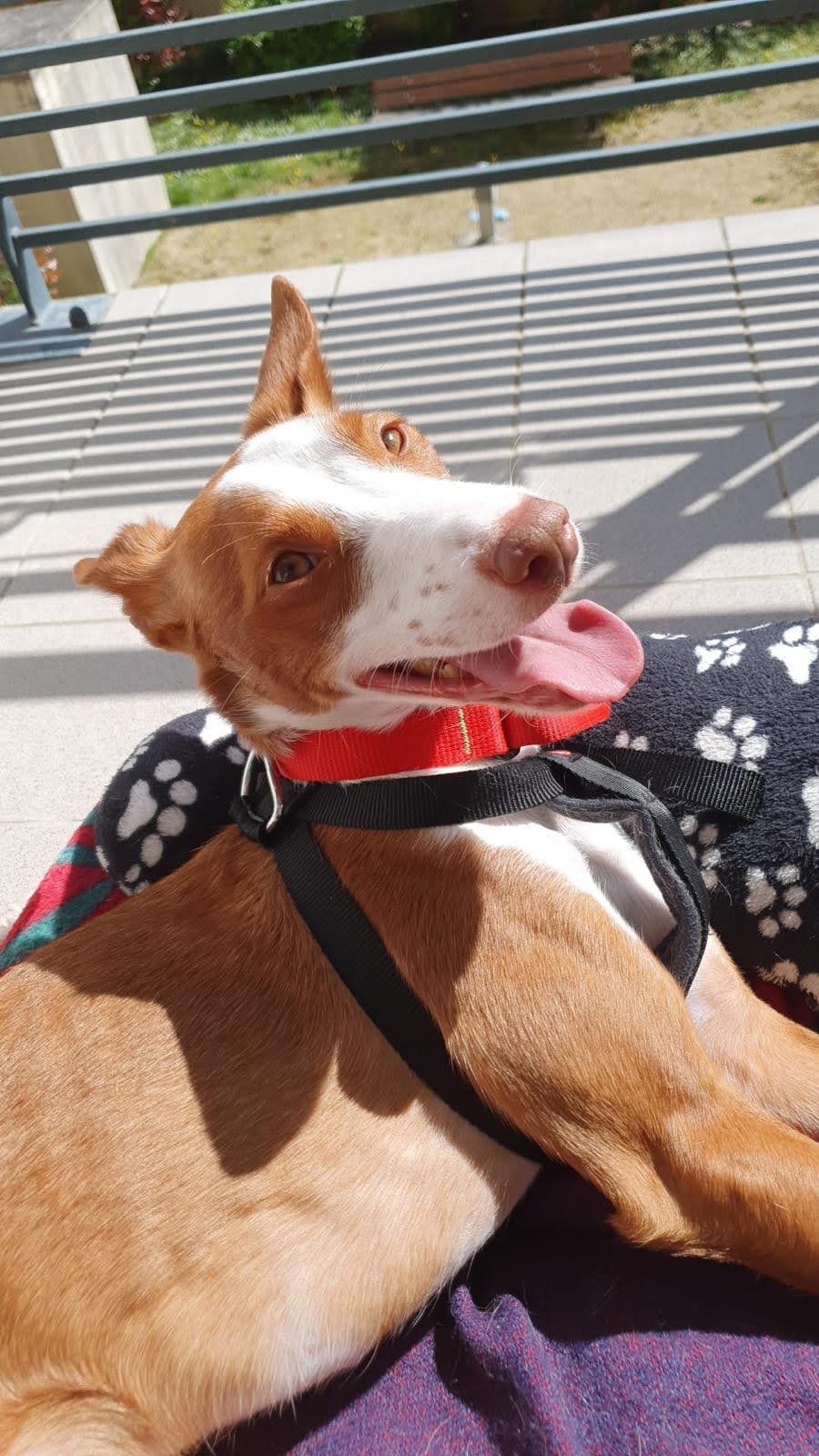 Paco